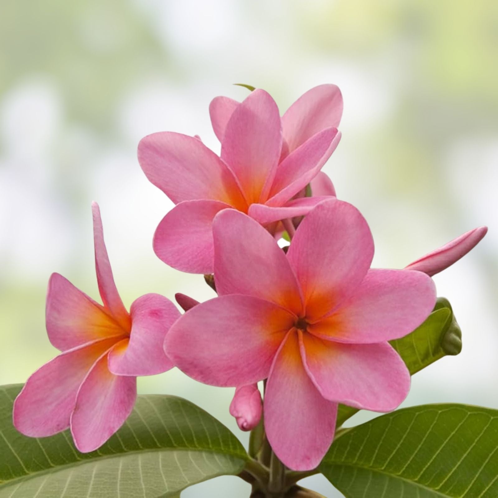 Plumeria Cuttings 8-10" Single Tip, Colorful Frangipani Variety, Plumeria spp.