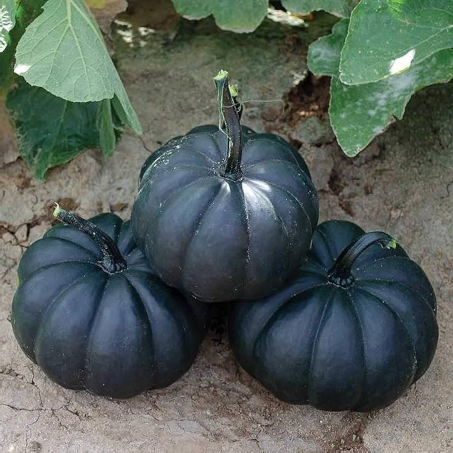 Dark Night Pumpkin Seeds - 10 Organic Cucurbita pepo Seeds for Planting - USA Grown, Free Shipping