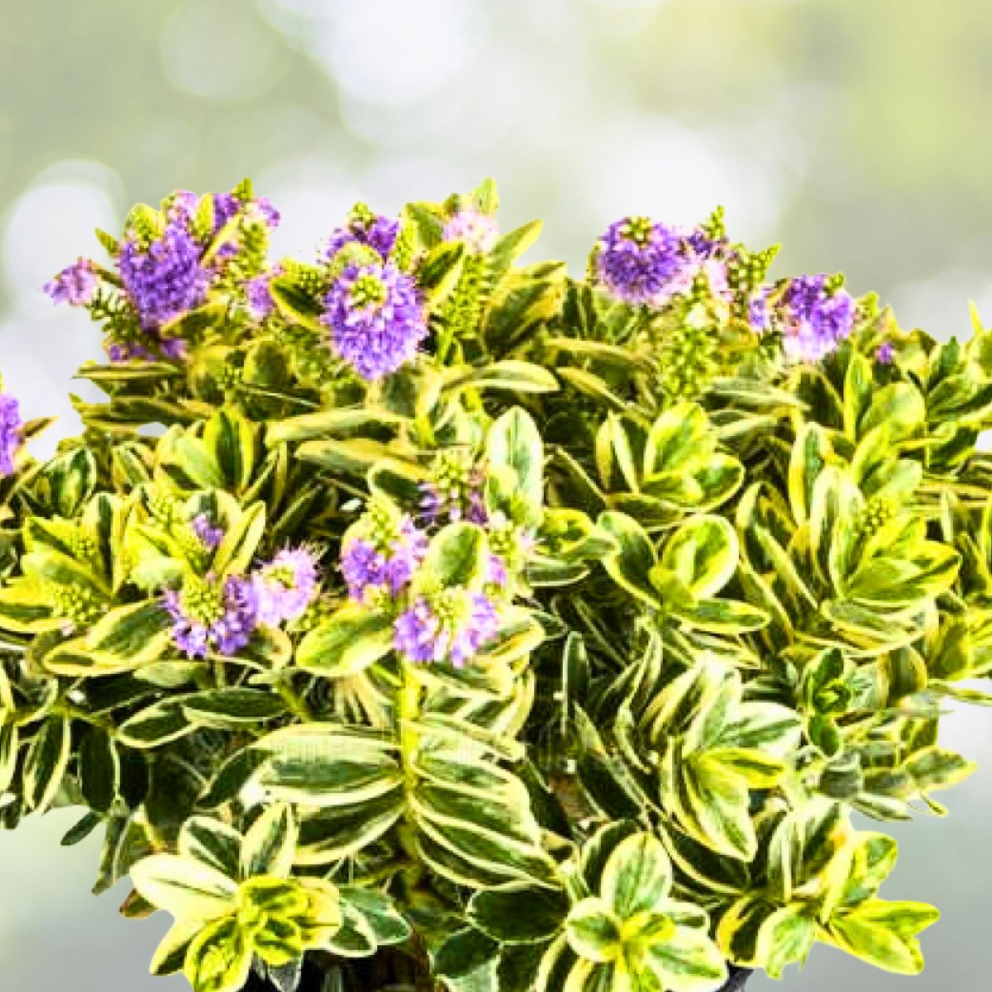 Hebe Plant 4" Variegated Leaves Veronica c. franciscana