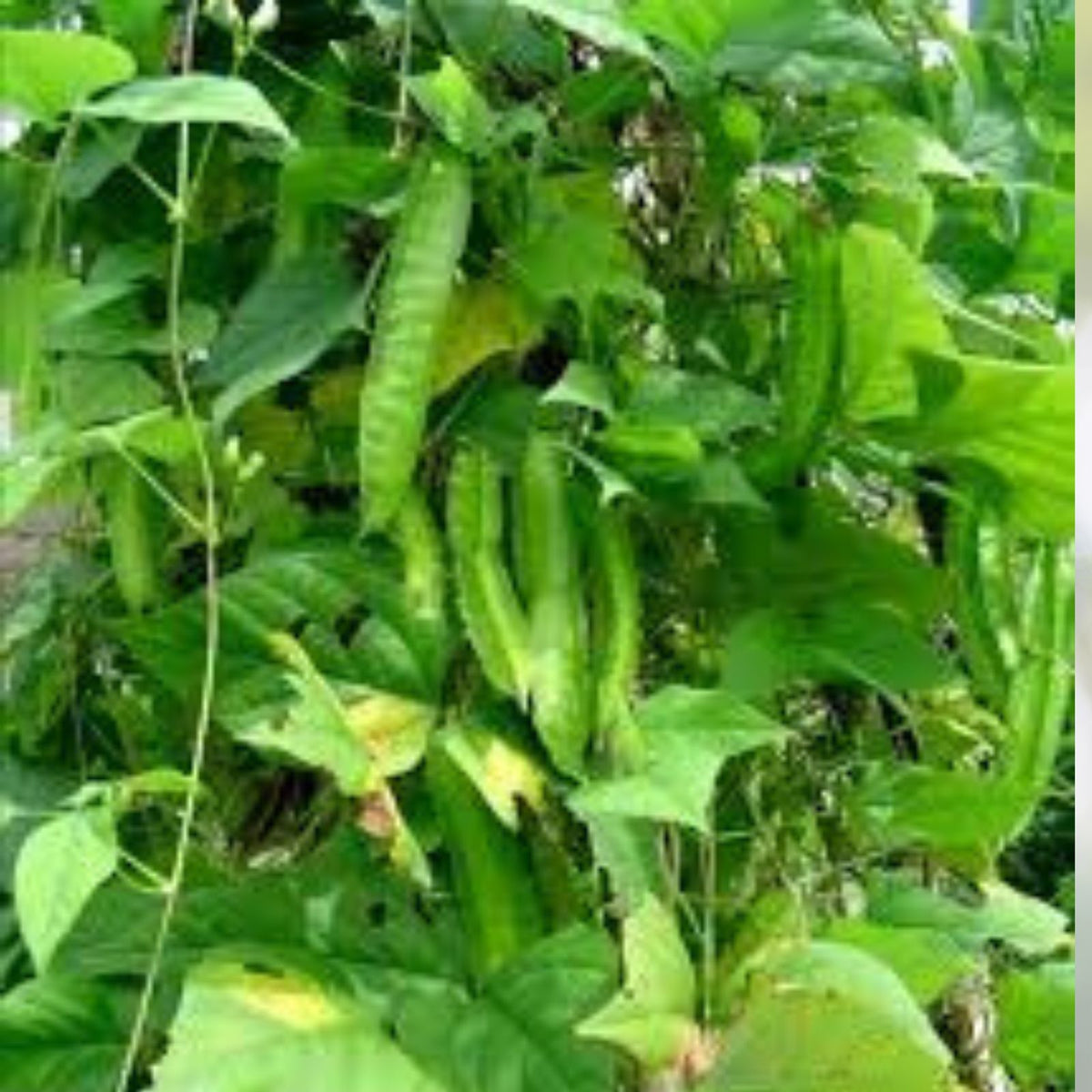 Winged Bean Plants Set of 2 in 4in Pots, Live Vegetable Plants, Psophocarpus tetragonolobus