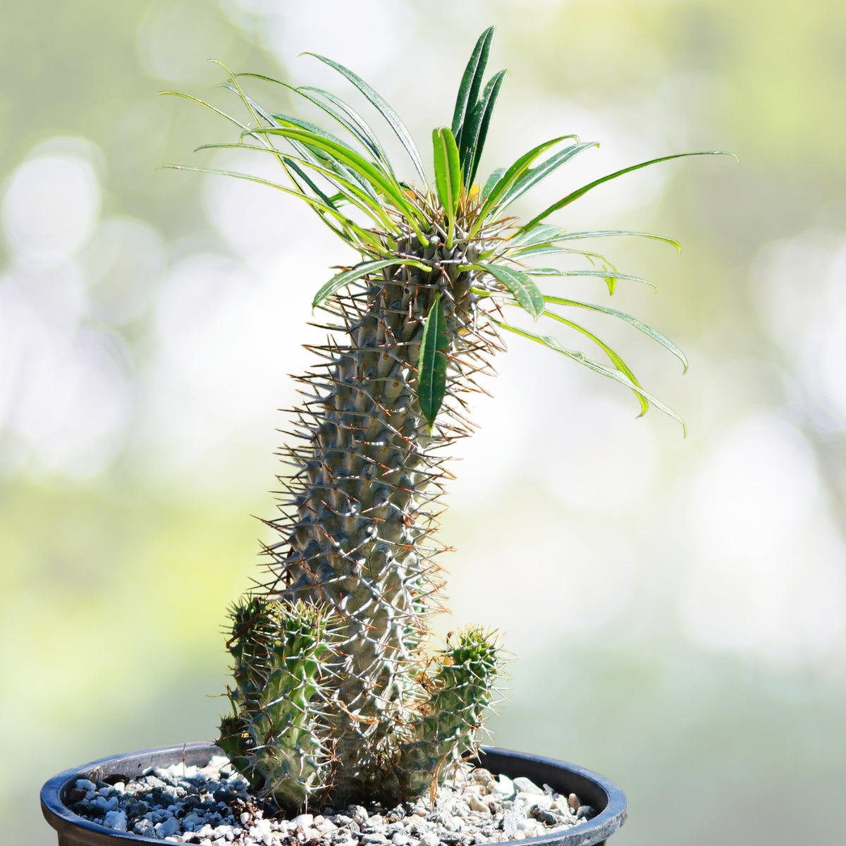 Madagascar Palm Plant 1 Gal Pot Pachypodium Lamerei Succulent Cactus-Like Low Maintenance Indoor Outdoor Decor