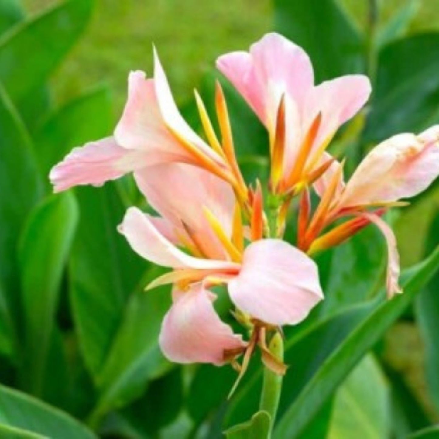 Canna Lily Bulbs - Stuttgart Variety - Tropical Flowering Plant - Canna indica - Garden Bulb for Landscaping and Containers