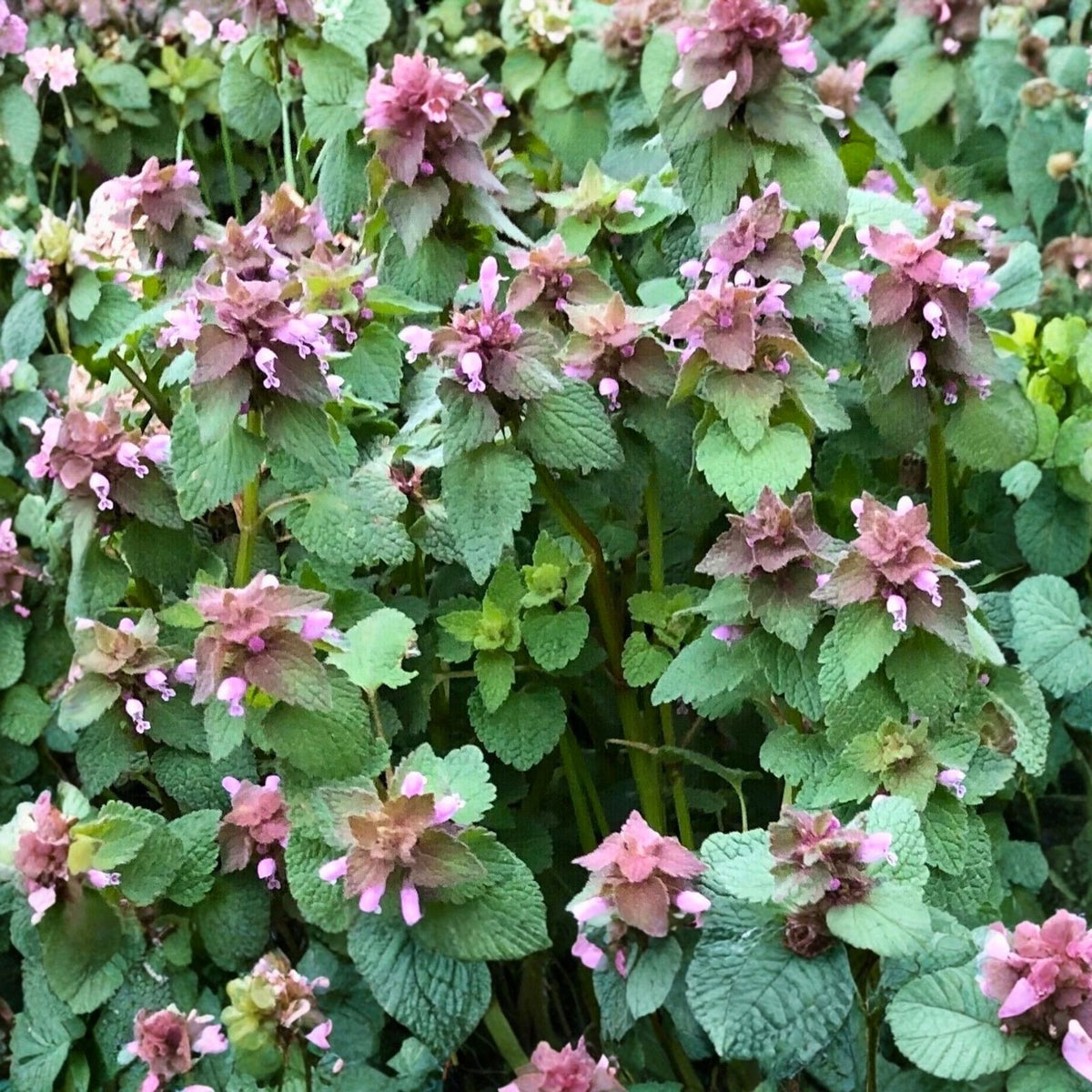 Organic Purple Dead Nettle Seeds - 75+5 Free - Lamium purpureum - Archangel Variety - Spring 2024 Planting