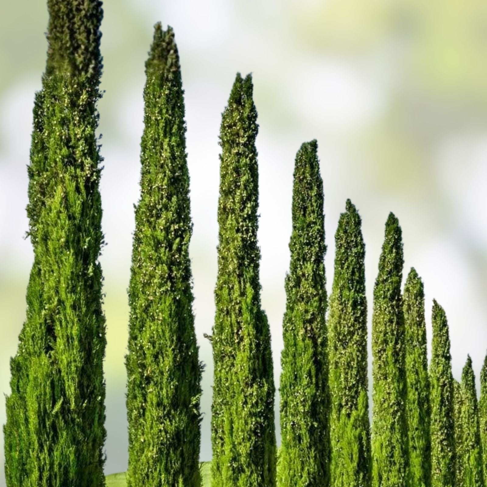 Italian Cypress Seeds for Planting – 50 Seeds, Exotic Evergreen Tree, Cupressus sempervirens, Drought Tolerant, Ornamental Landscaping