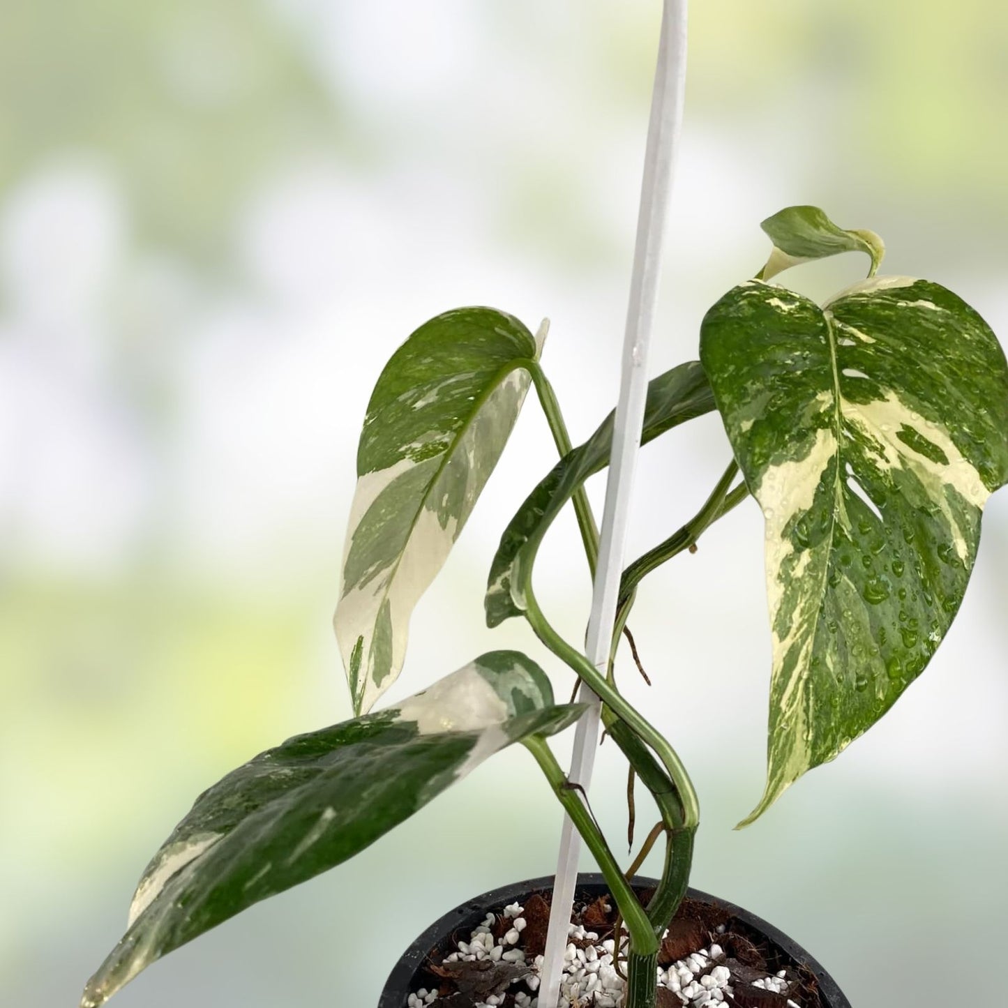 Rare Live Plant Cutting - Epipremnum Pinnatum Variegated Albo Rooted Plant for Indoor Decor