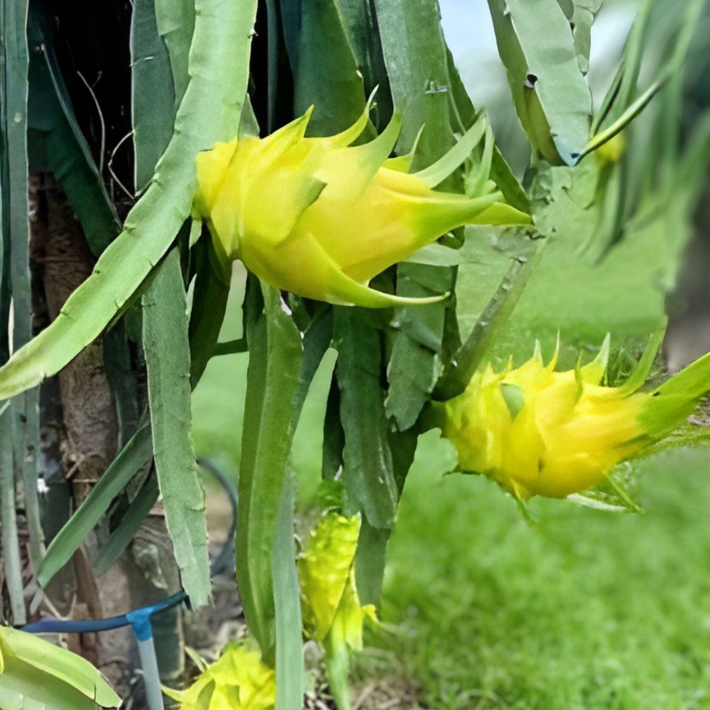 Albino Yellow Dragonfruit Cutting - Rooted 12-16 inch Hylocereus megalanthus Fruit Plant