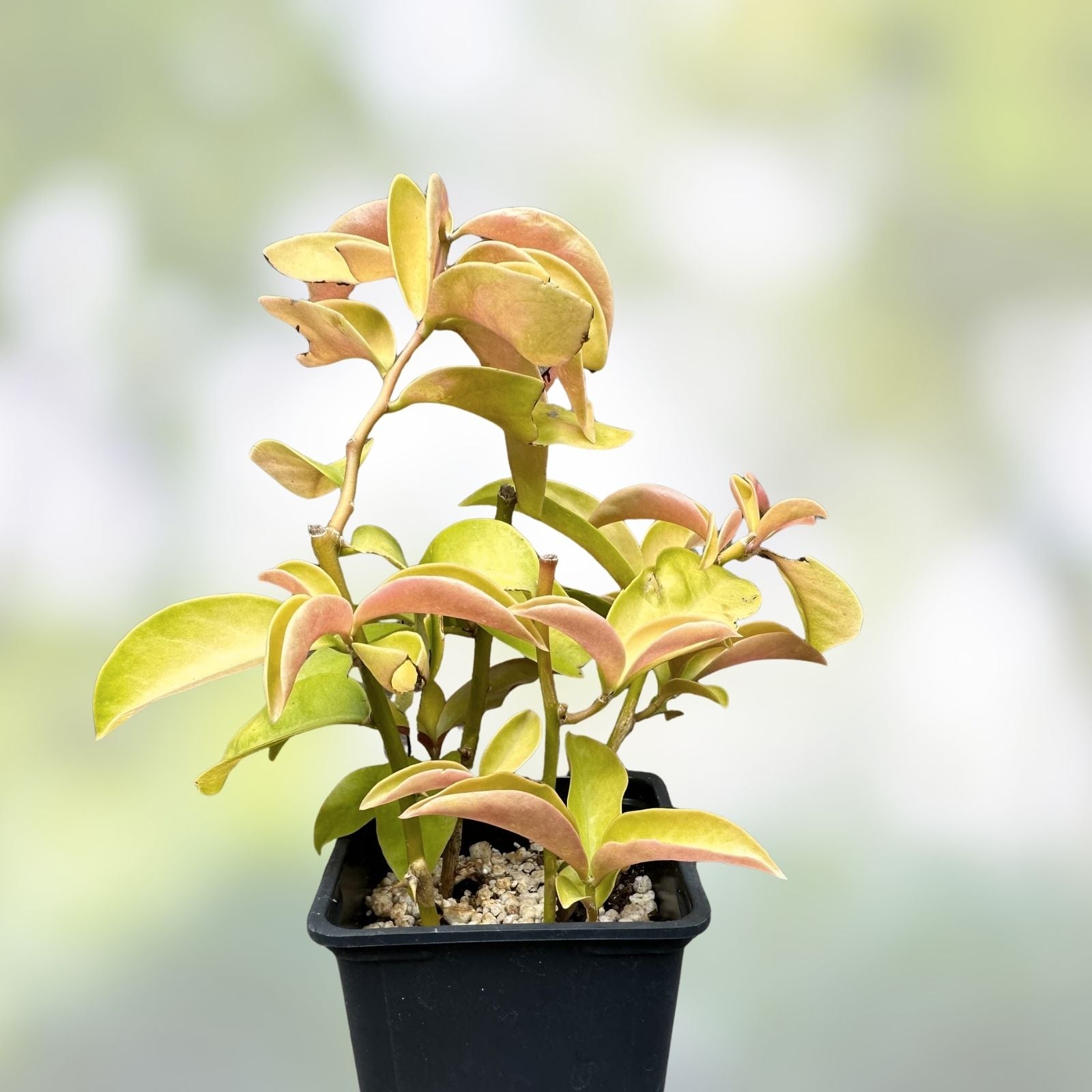 Rare Variegated Pereskia aculeata Cactus Plant - Gold Variegated Indoor Succulent in 6" Pot