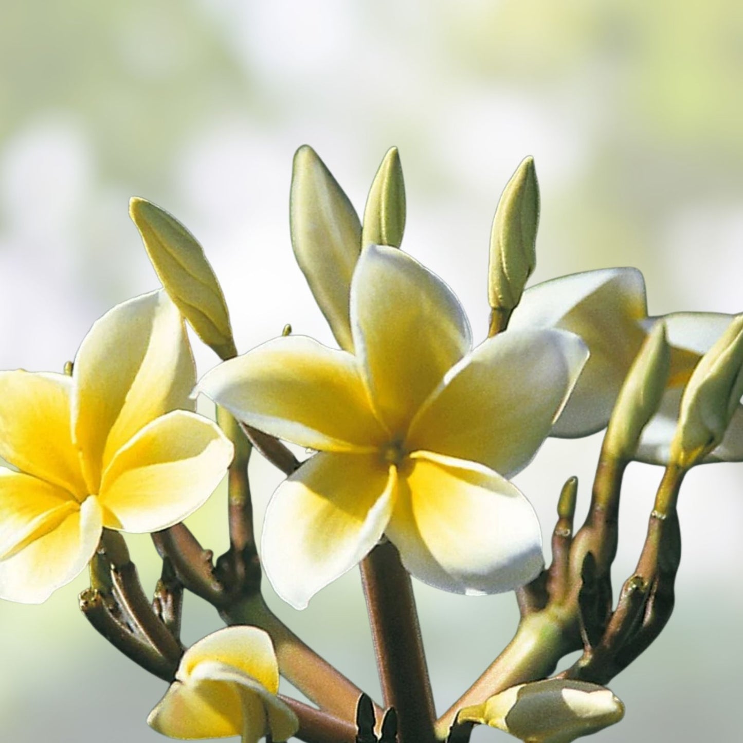Yellow Plumeria Cutting - 10 Inch Unrooted Starter, Frangipani Variety, Fresh Plant Cuttings, Plumeria rubra