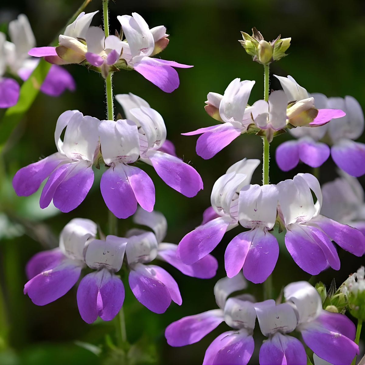 Chinese House Seeds 100 Count - Delicate Flowers Collinsia heterophylla - Easy to Grow Garden Seeds
