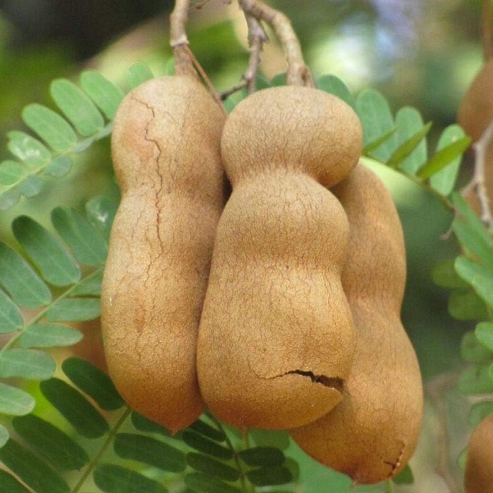 Live Tamarind Plant - Fruit Tree Tropical Variety Tamarindus indica | Edible Fruit Tree for Garden or Patio