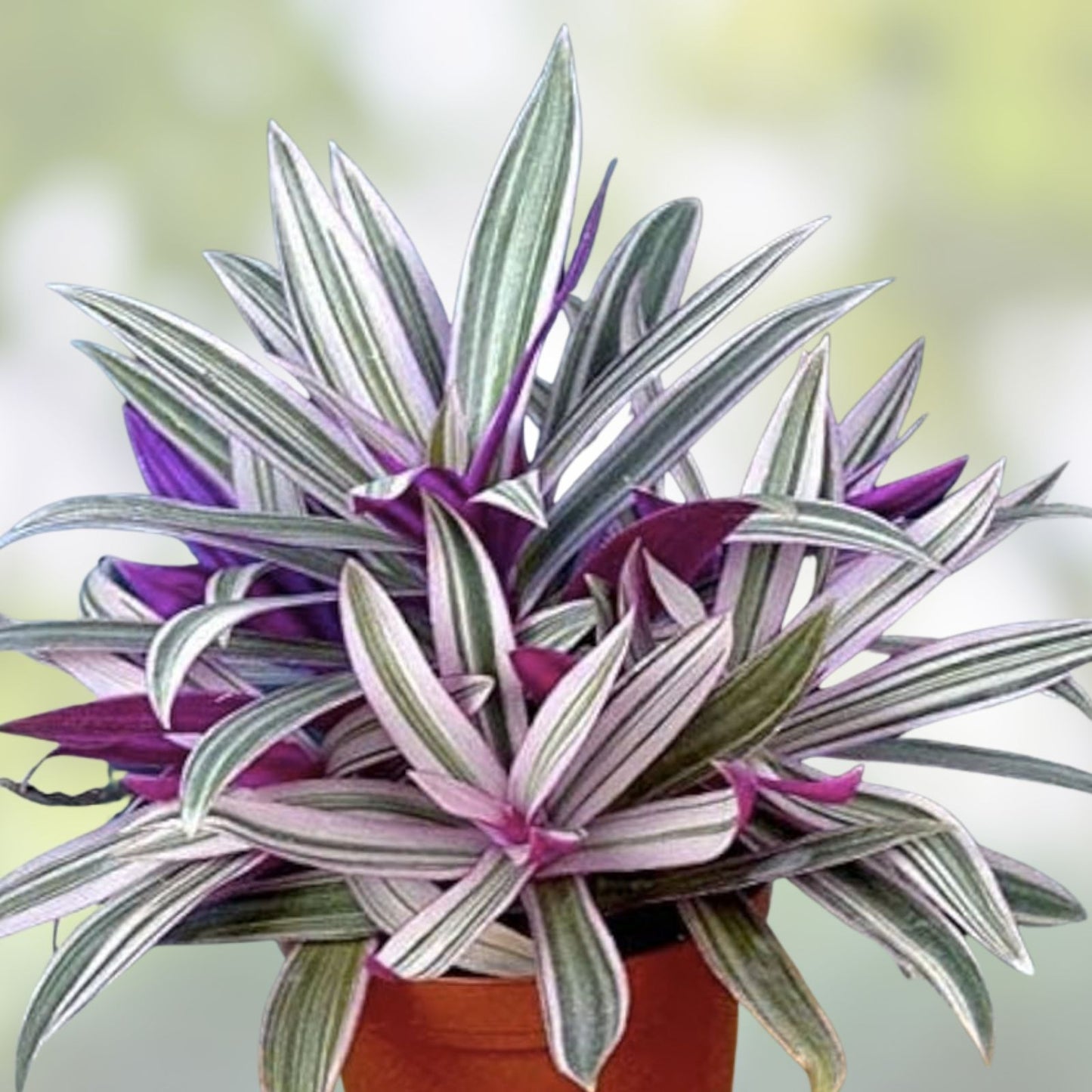 Variegated Oyster Plant 4" Indoor Houseplant, Tradescantia spathacea tricolor, Rhoeo 'Tricolor' - Colorful Foliage Plant