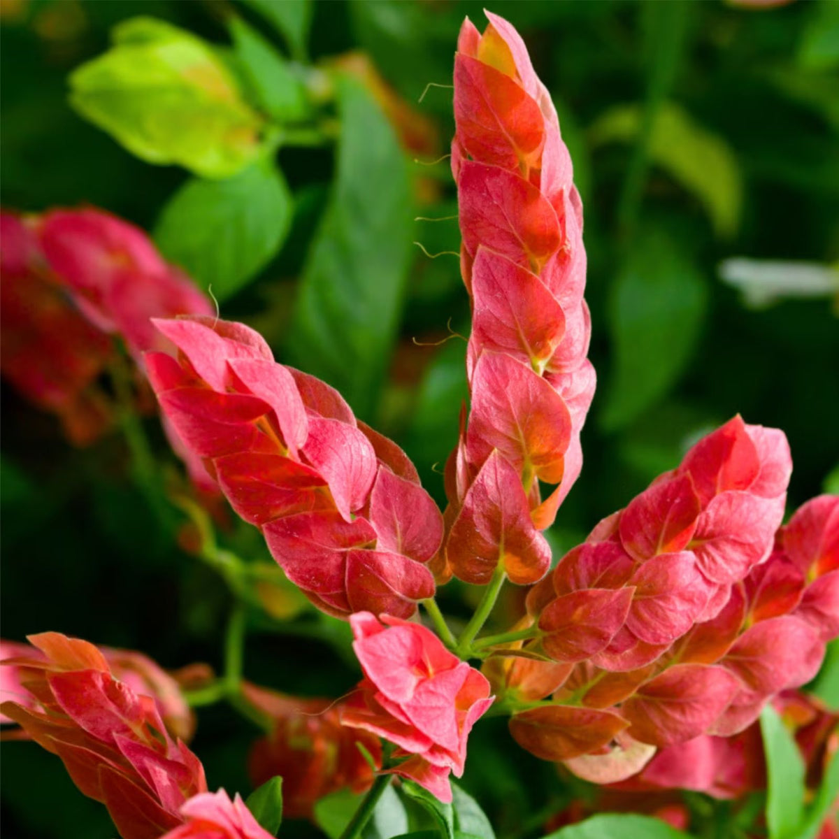 Live-Red-Shrimp-Plant-4-to-6-Inch-Aquatic-Plant-for-Aquariums-Justicia-brandegeeana