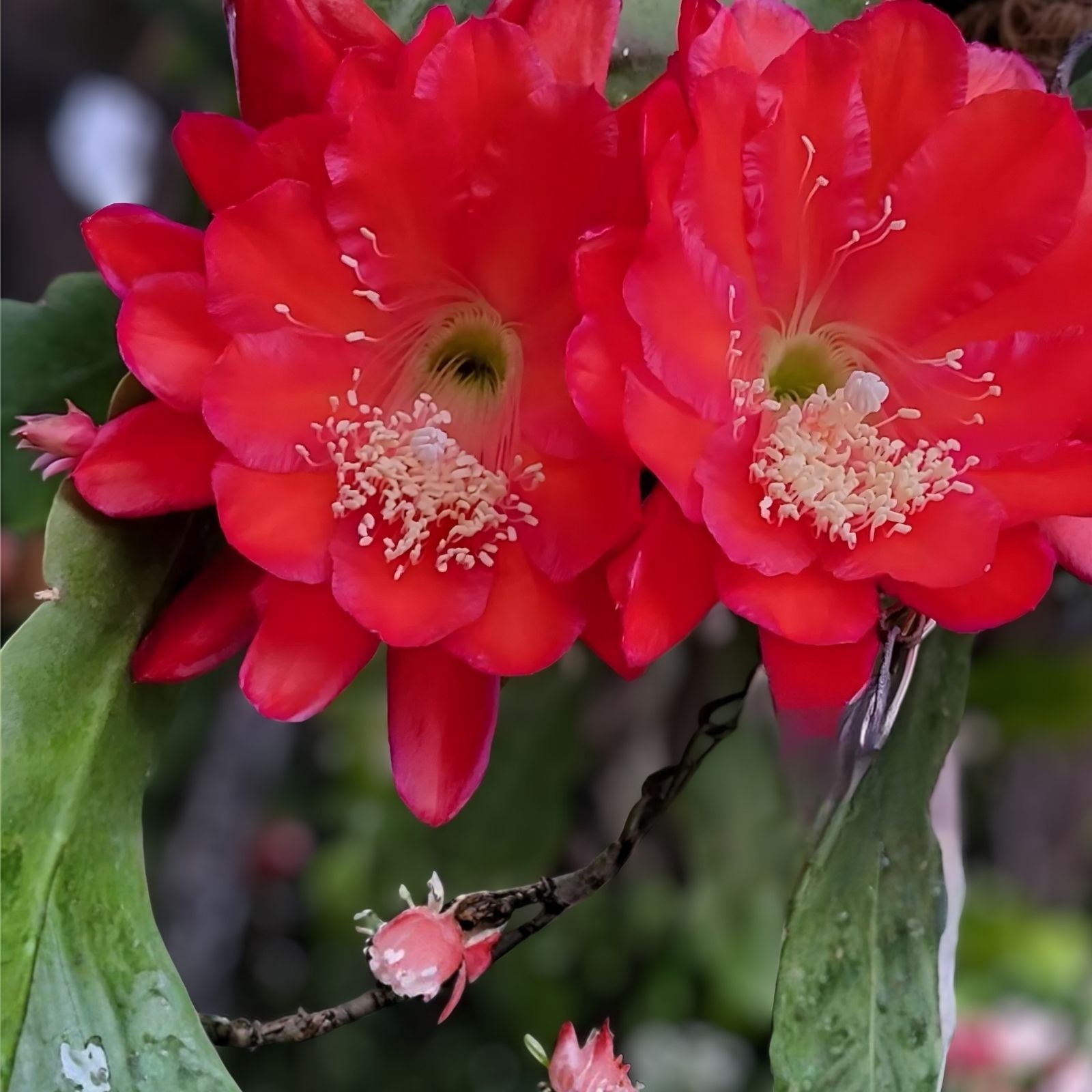 Epiphyllum Cuttings - Edith Belle Orchid Cactus Tropical Succulent Plant Don's Cuttings