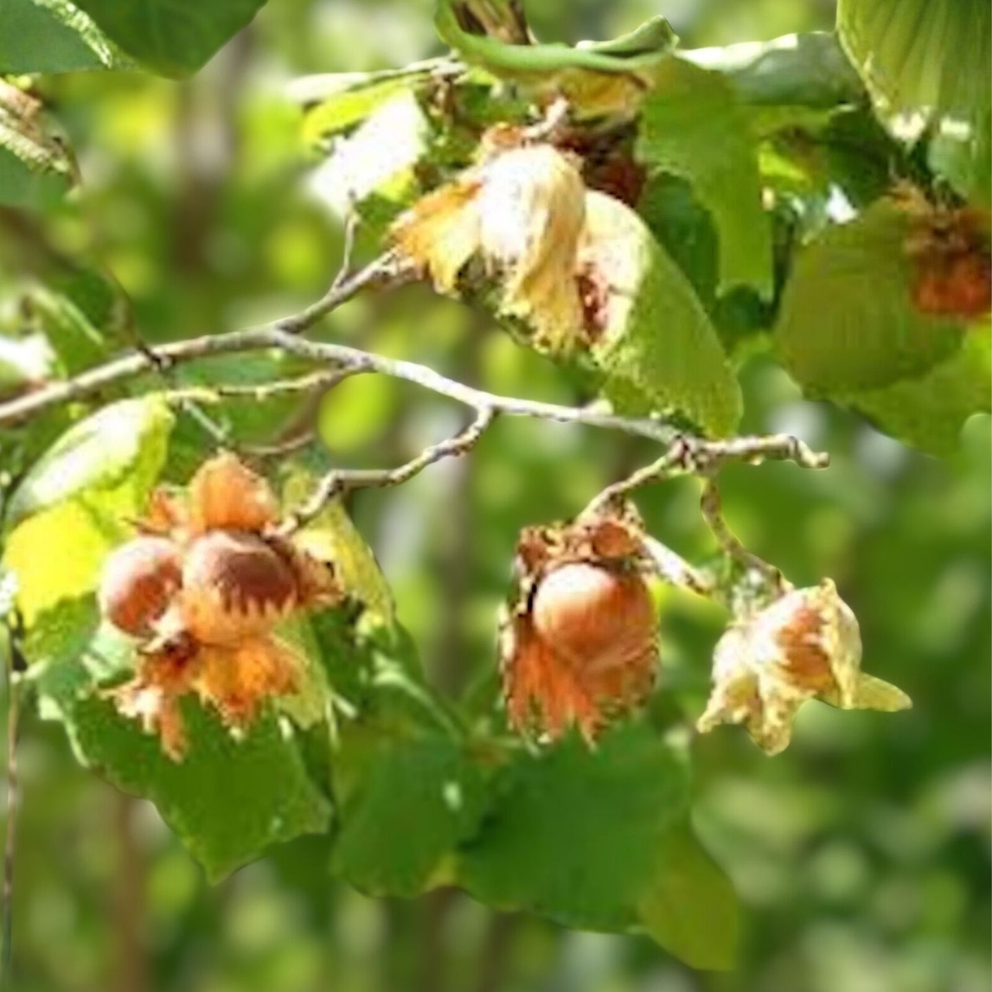 American Hazelnut Tree Live Bareroot 12-18" Corylus americana Nut Tree 1-2 Year Old