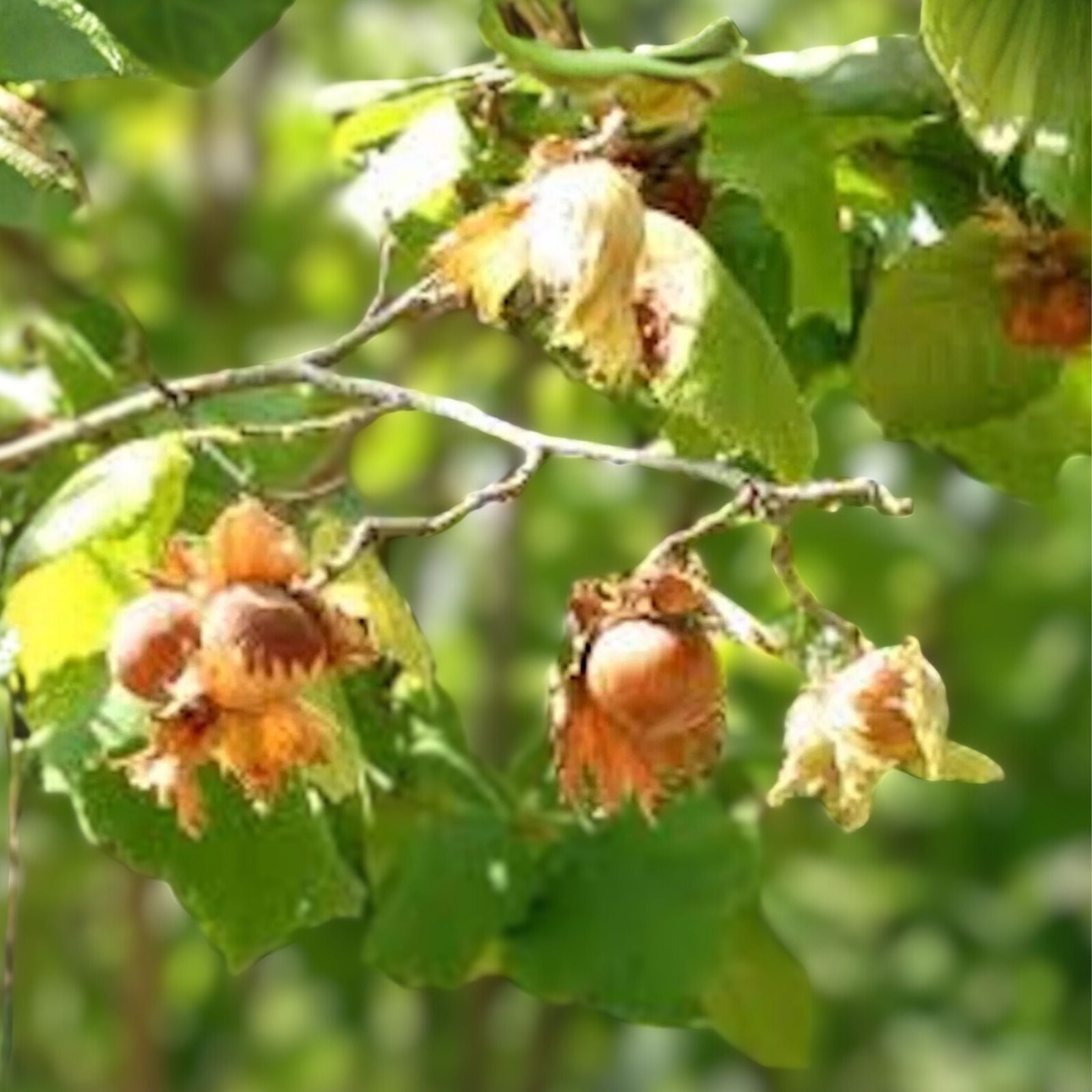 American Hazelnut Tree Live Bareroot 12-18" Corylus americana Nut Tree 1-2 Year Old