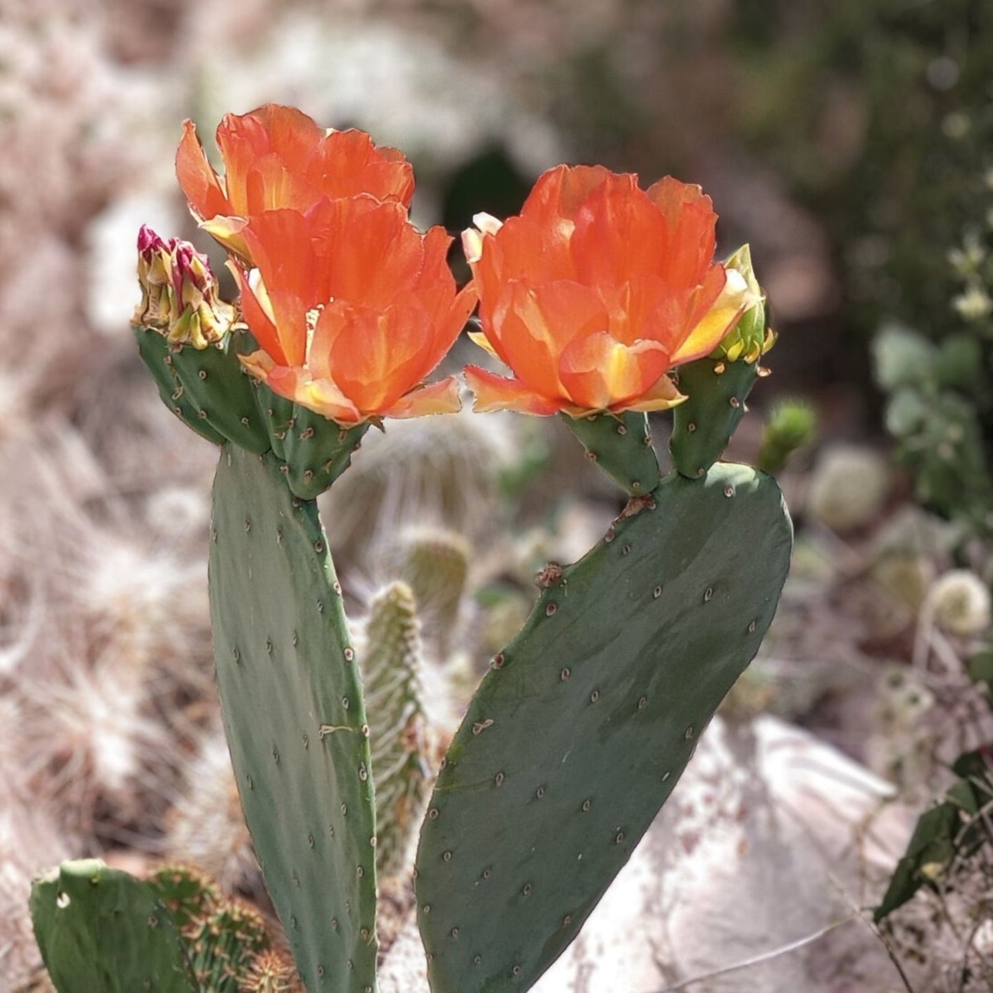 Large Spineless Opuntia cv, Orange Julius Plant with Orange Flowers – Prickly Pear Cactus, Succulent, Easy Care