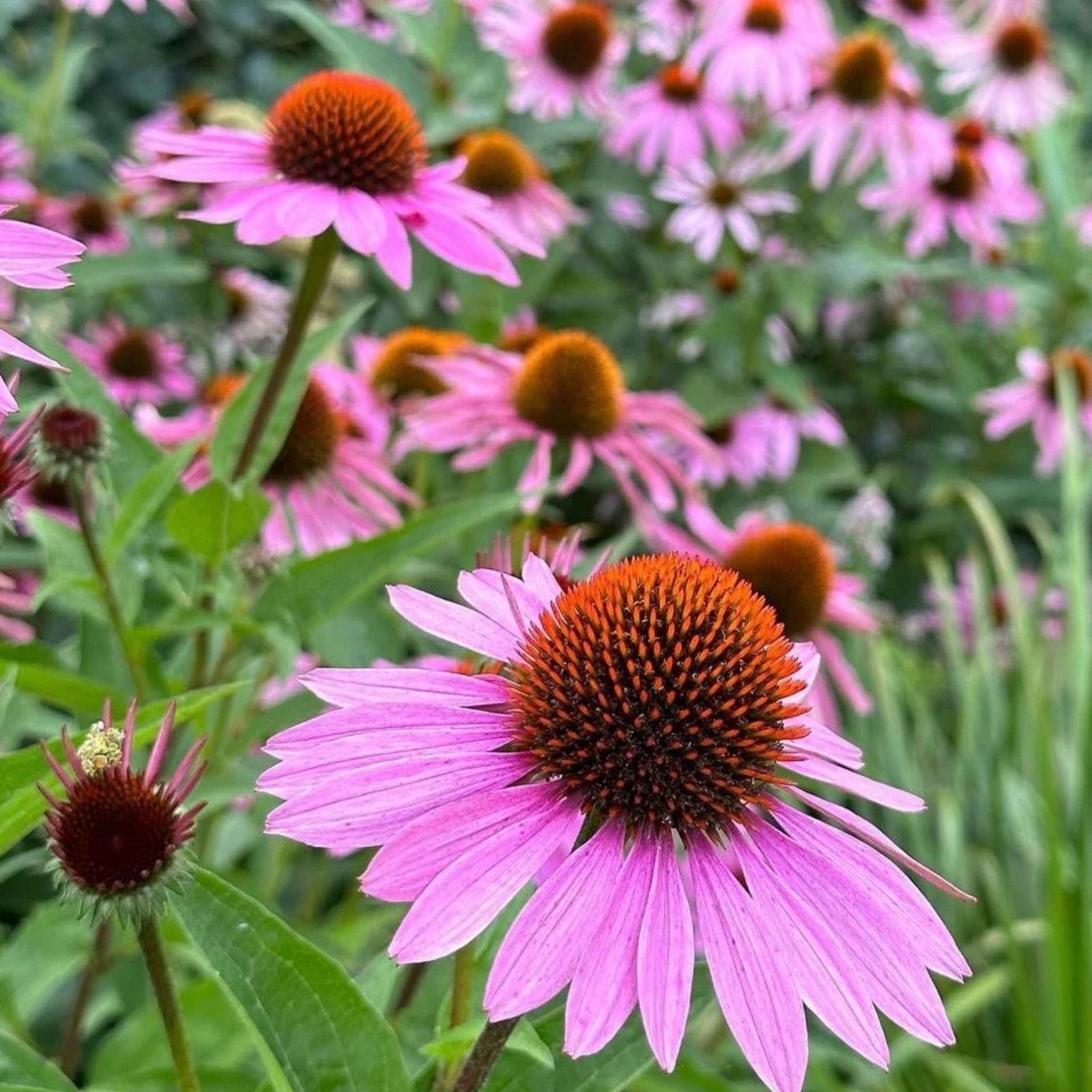 Echinacea Seeds 100-Count Prairie Splendor Deep Rose Flowering Perennial Garden Seeds