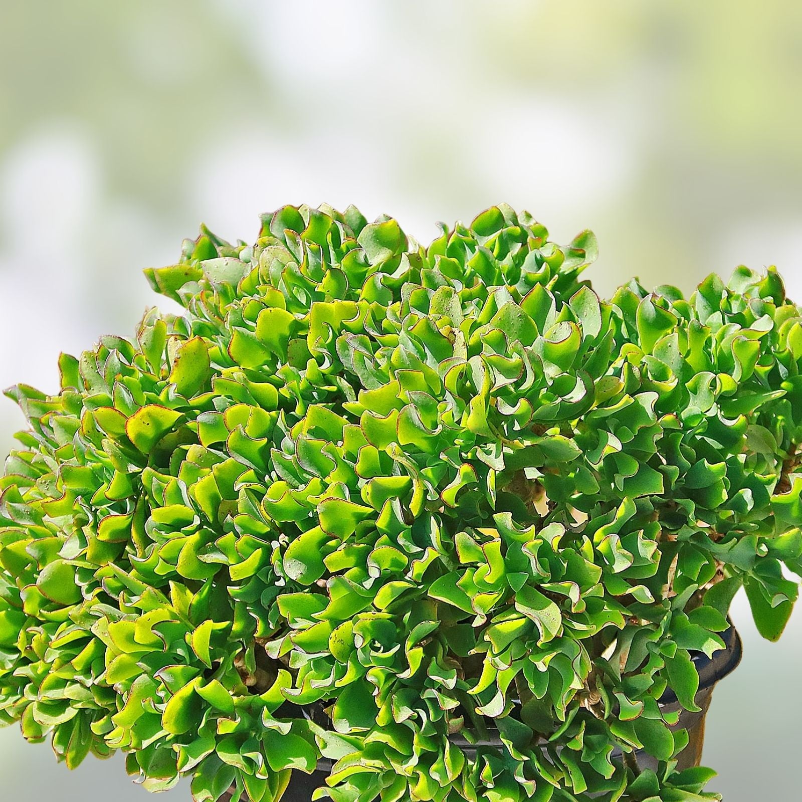 Crassula Arborescens Undulatifolia Ripple Curly Jade Cuttings - 3 Succulent Plant Clippings for Home Decor and Gardening