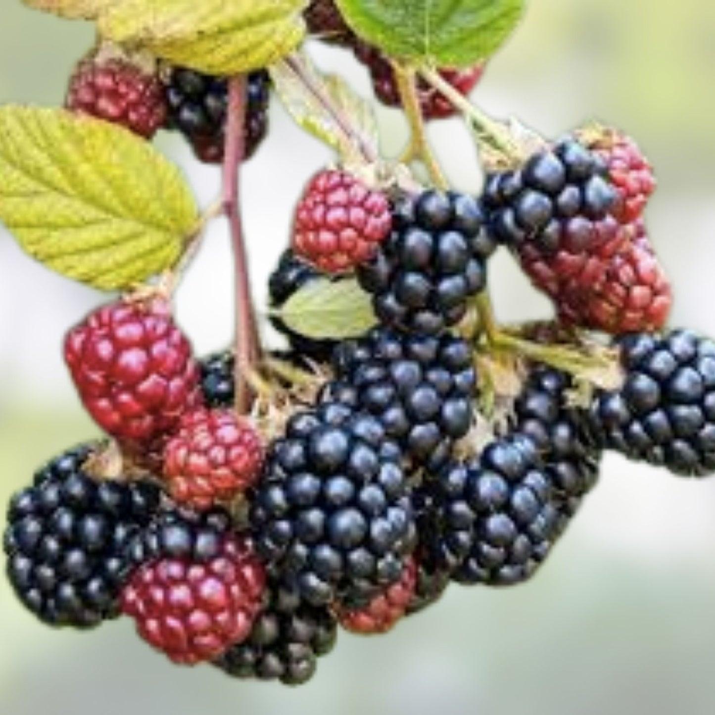 Wild Blackberry Cuttings 15 Unrooted Edible Plants for Wildlife & Pollinators Rubus fruticosus
