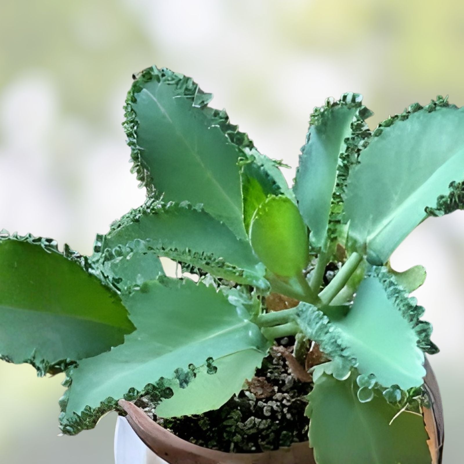 Mother of Thousands Plant with 30 Pups, Kalanchoe daigremontiana, Succulent for Indoor Garden, Houseplant, Easy Care, Unique Foliage