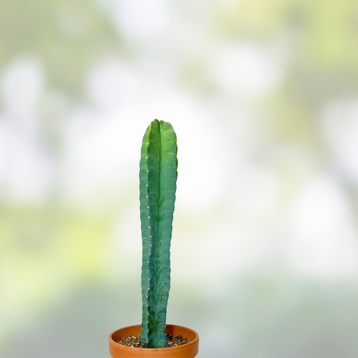 Cereus Peru Cactus Cutting 8,5" Tropical Green Succulent Cereus peruvianus Desert Plant