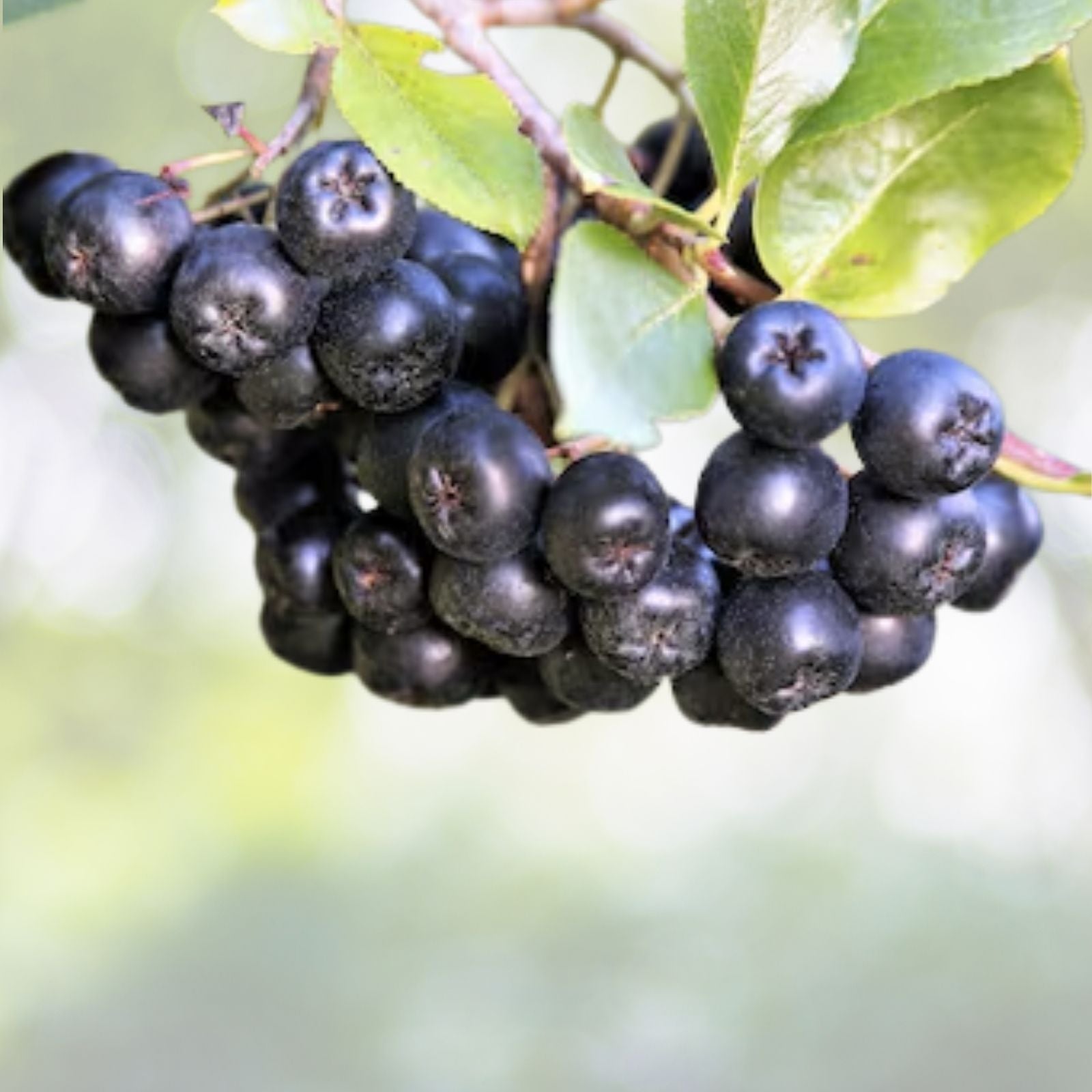 Sweet Bay Laurel Tree Seeds - 7 Pre-Stratified Seeds - Laurus nobilis - 2024 Harvest