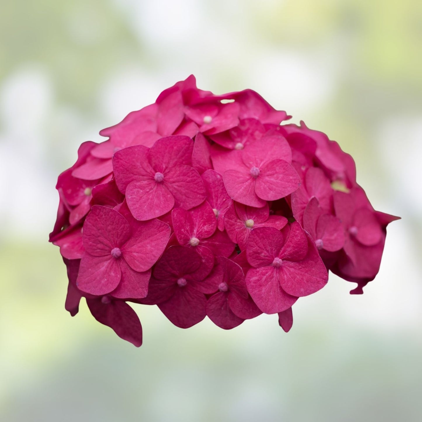 Hydrangea Starter Plants - 4 Rooted Plugs - Summer Crush Variety - Hydrangea macrophylla - Garden Flower Plants