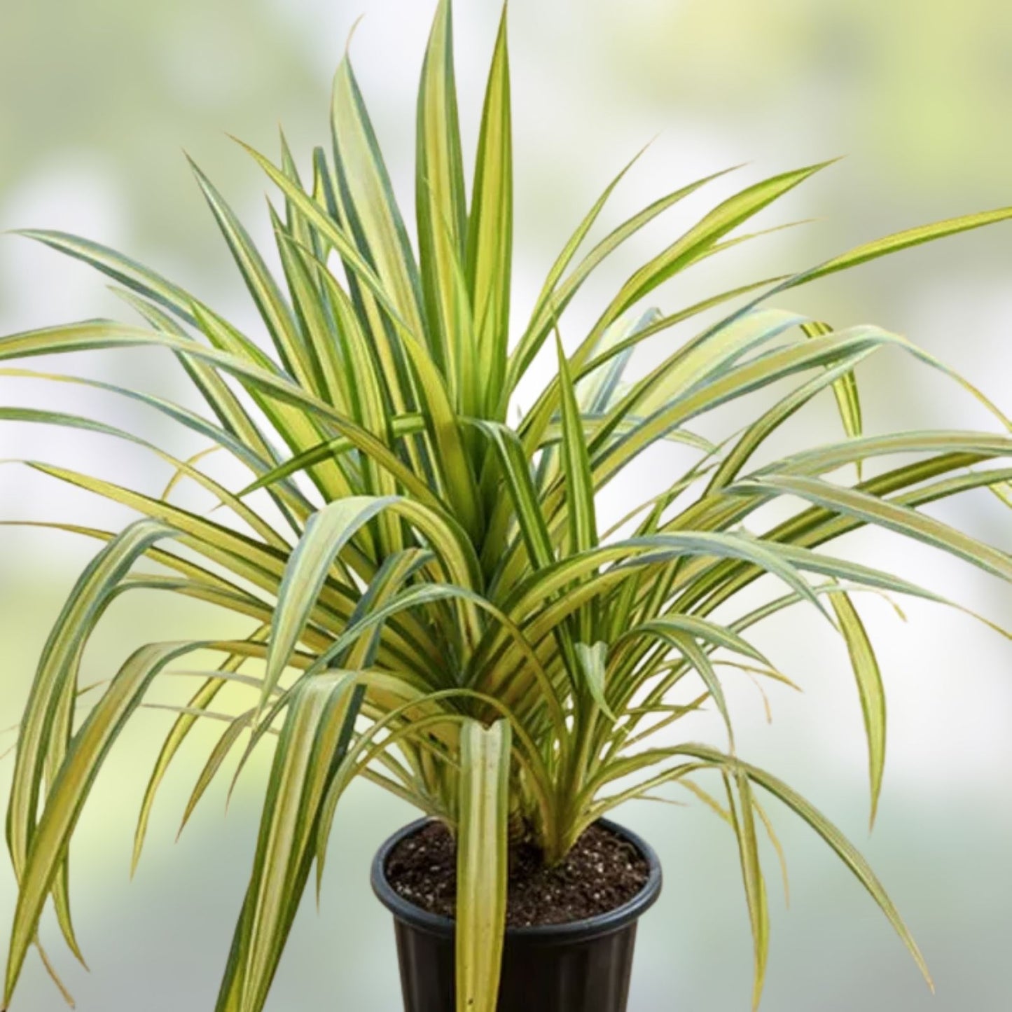 Dwarf Pandanus Live Rooted Cutting - Pandanus baptistii Indoor Plant, Tropical Greenery, Easy Care Houseplant