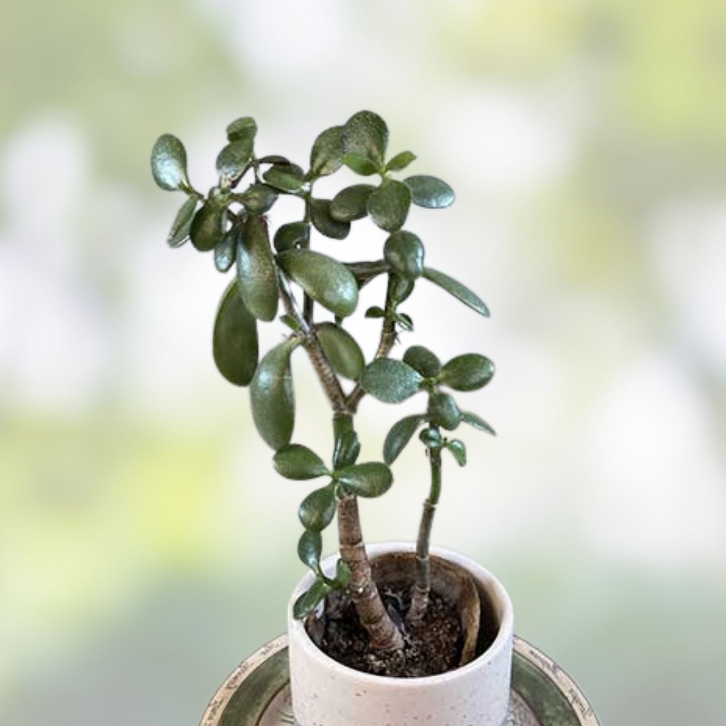 Jade Plant Cutting - Live Crassula ovata - Propagation Plant - No Roots - Succulent Cutting for Gardening and Bonsai