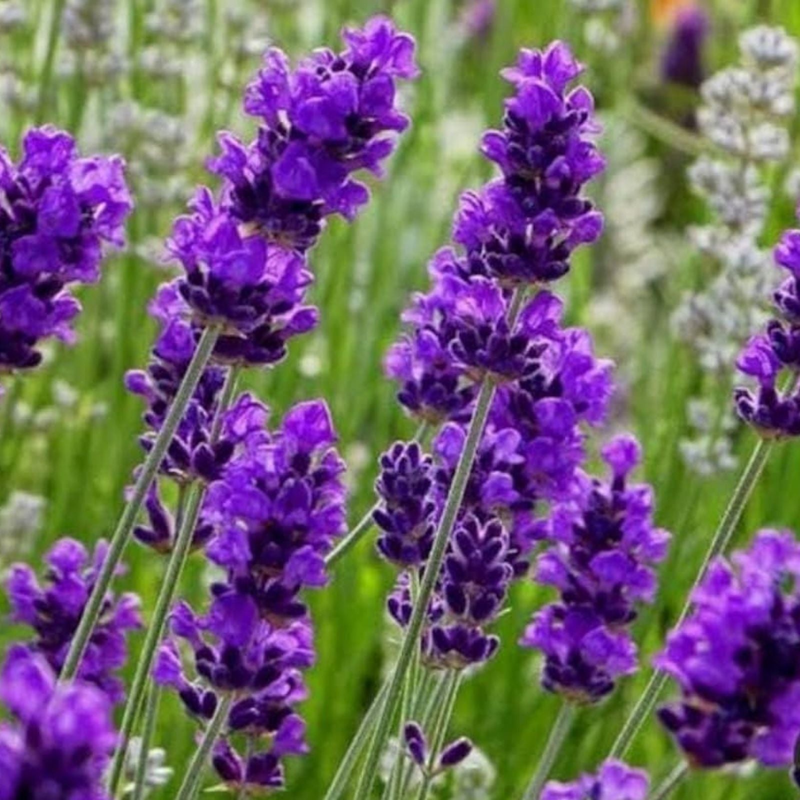 English Lavender Seeds 150 Pack - Purple Flower Herb, Lavandula angustifolia, for Planting and Garden Growth