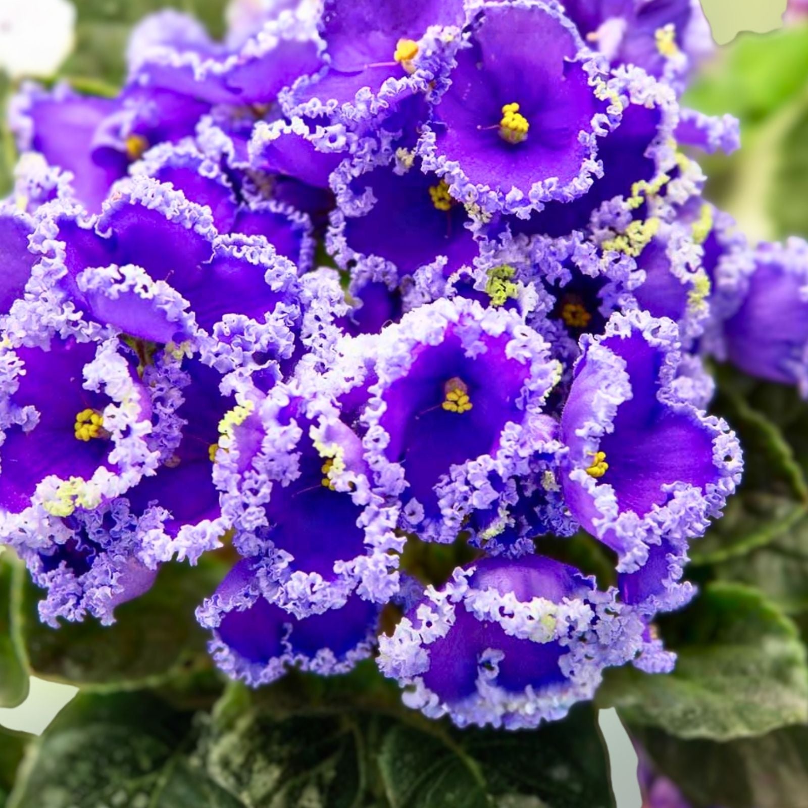African Violet Leaves 2 Pack - K's Sage Wand - Saintpaulia ionantha - Live Plant Cuttings for Propagation
