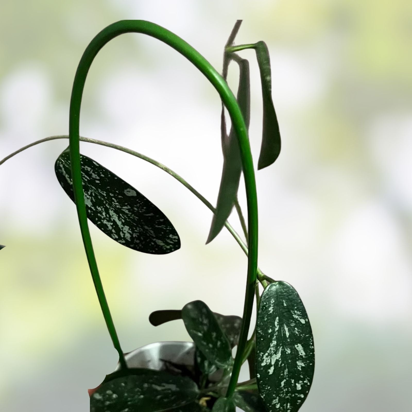 Hoya Cuttings - 3 Dapple Grey Propagation Clippings - Hoya spp, - Easy Plant Propagation Material