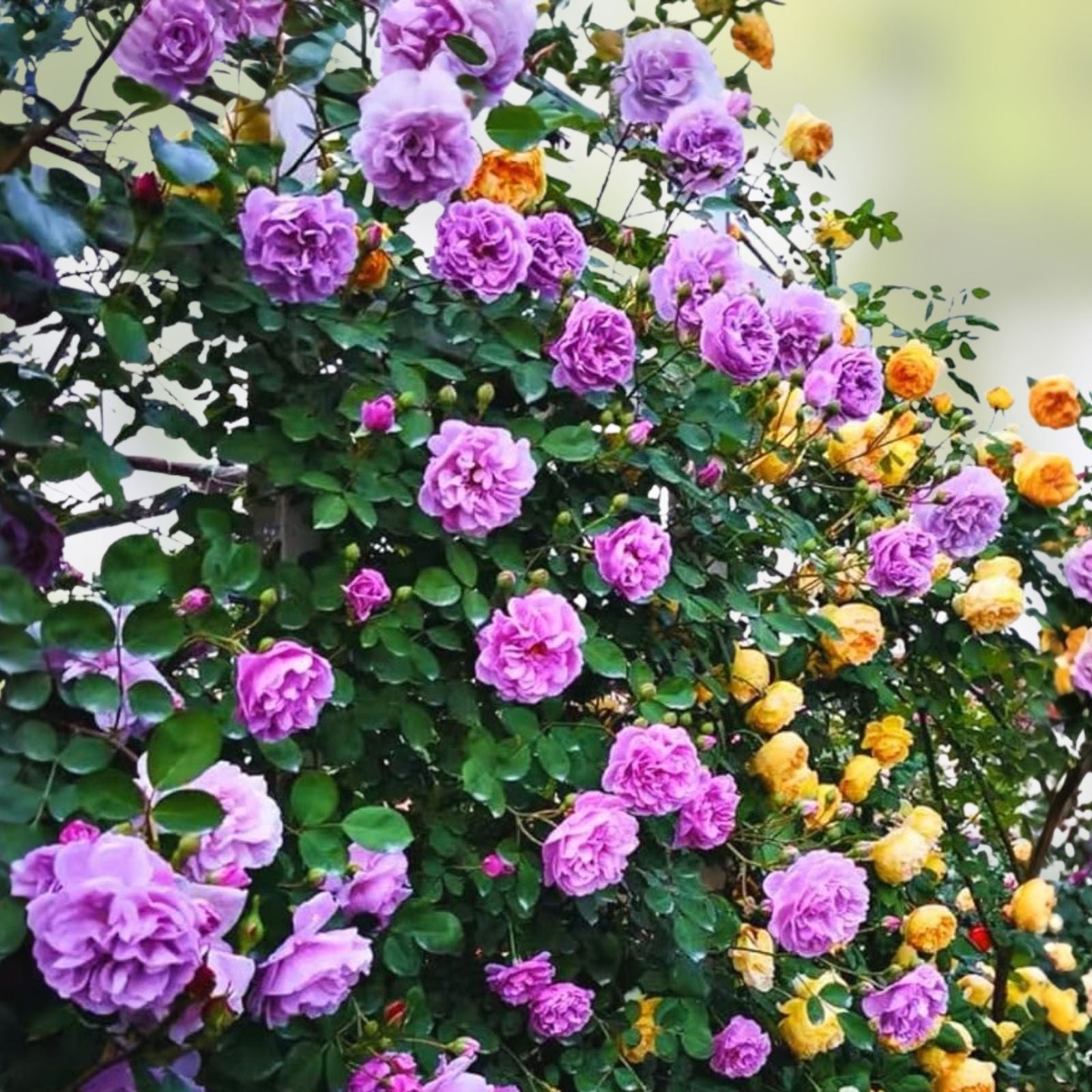 Lavender Purple Heirloom Hybrid Tea Rose Bush – Fragrant Garden Plant – Rosa hybrid
