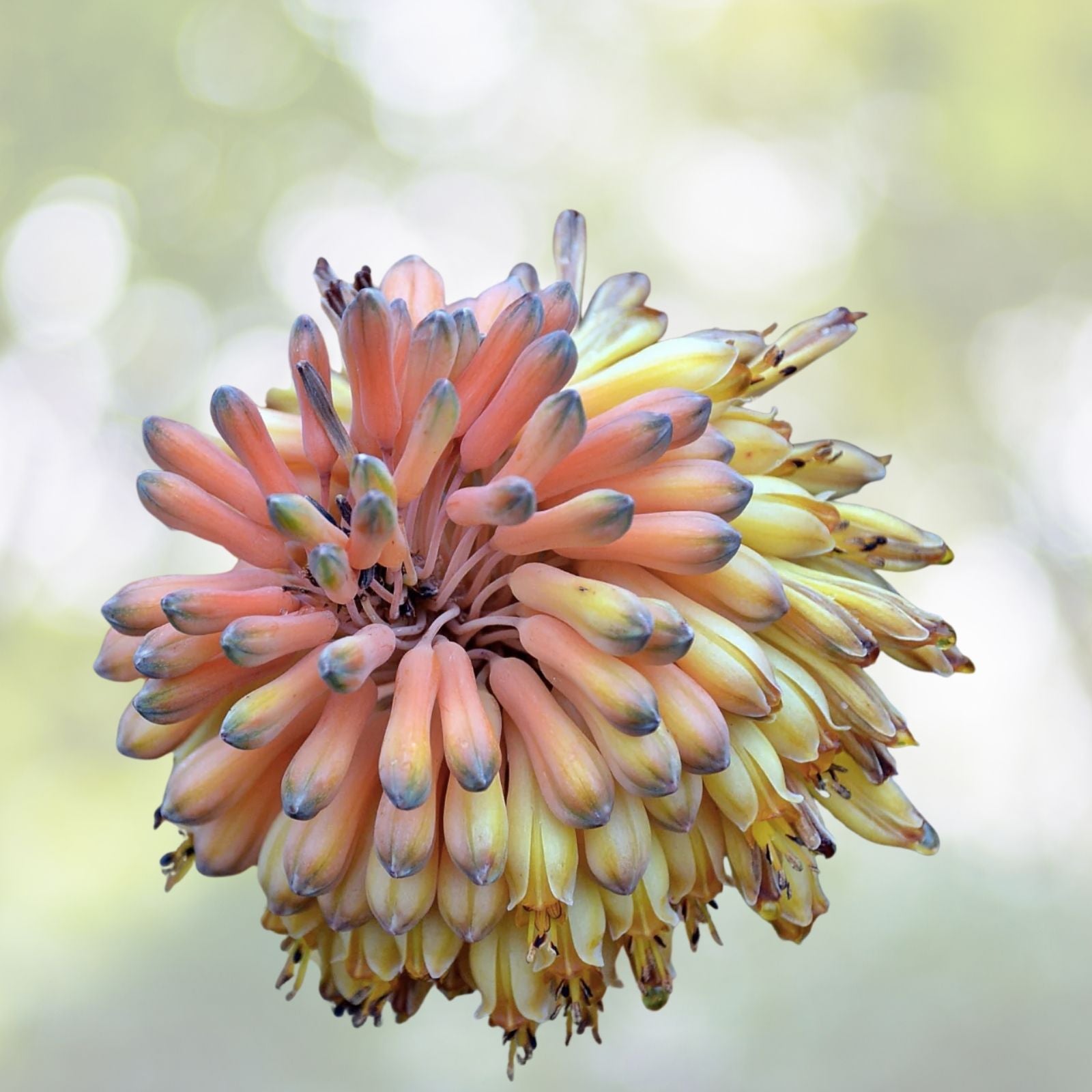 Aloe Camperi Flowering Succulent Seeds | Fast Growing 10 Pack | Ideal for Indoor & Outdoor Gardens | Aloe camperi