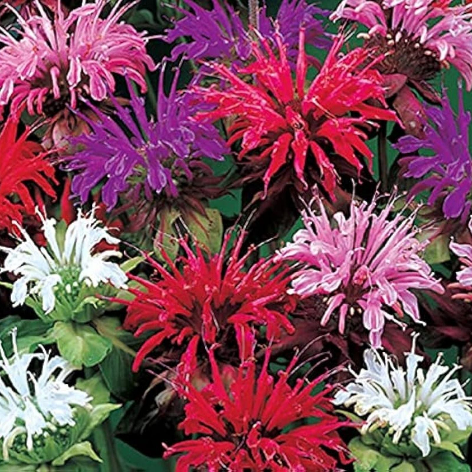 Bee Balm Flower Seeds - 50 Mixed Color Monarda Didyma - Heirloom Pollinator-Friendly Seeds for Gardens and Attracting Bees