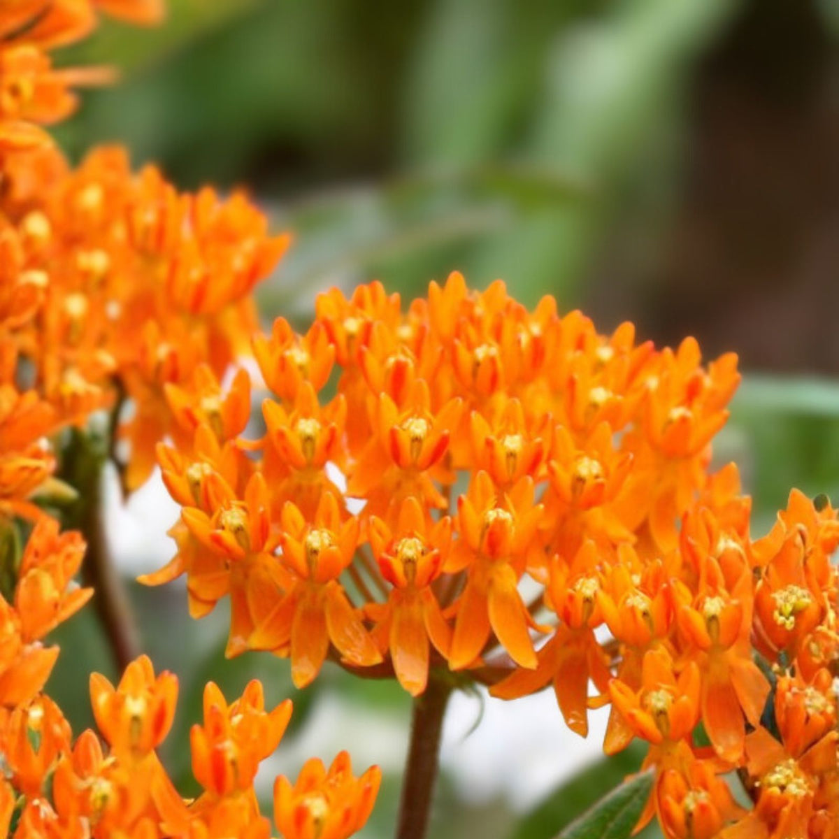 Butterfly Weed Plants - 5 Bare Roots - Asclepias Tuberosa - Monarch Perennial - Organically Grown - Appalachian Mountains
