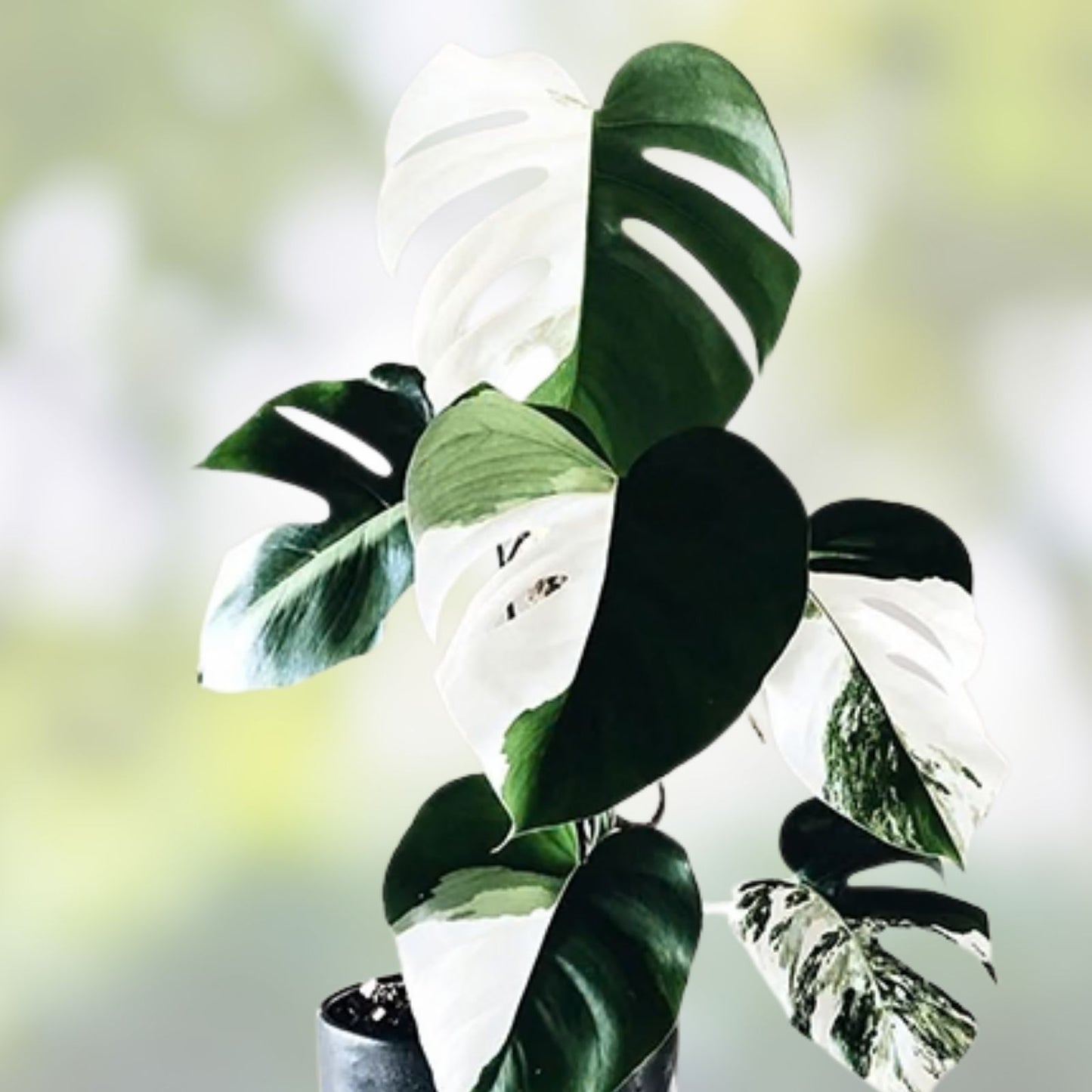 Rooted Variegated Monstera Albo Borsigiana Plant - Rare Houseplant - Monstera Deliciosa Albo