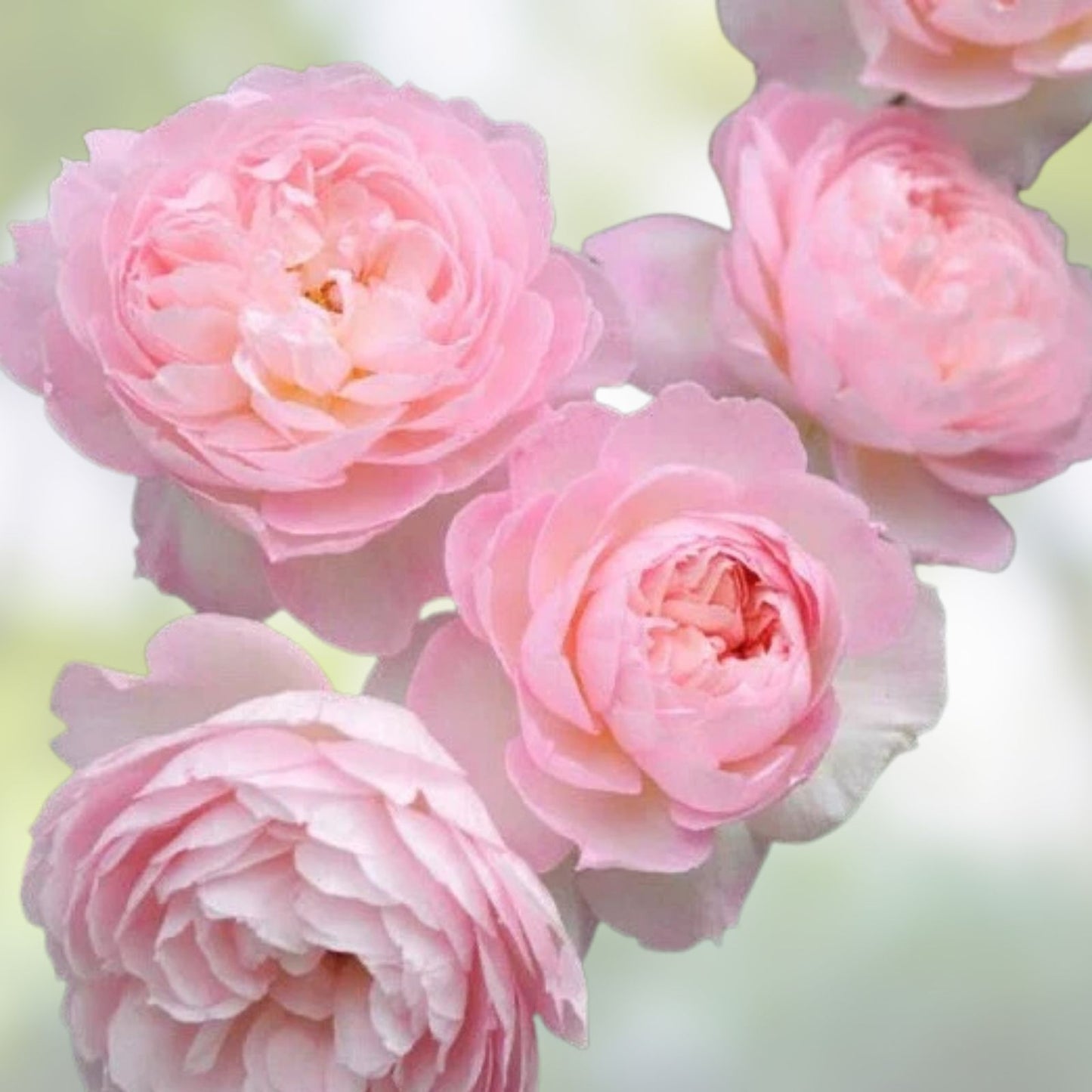 David Austin Rose Cuttings - Retired Variety, Perfect for Rooting, Rosa 'David Austin'