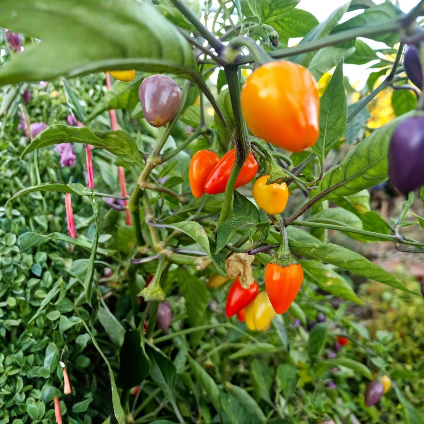 Hot Pepper Seeds Mix 1000 Seeds Multi-Color Annuum Habanero Jalapeno Serrano Cayenne Anaheim Seed Pack