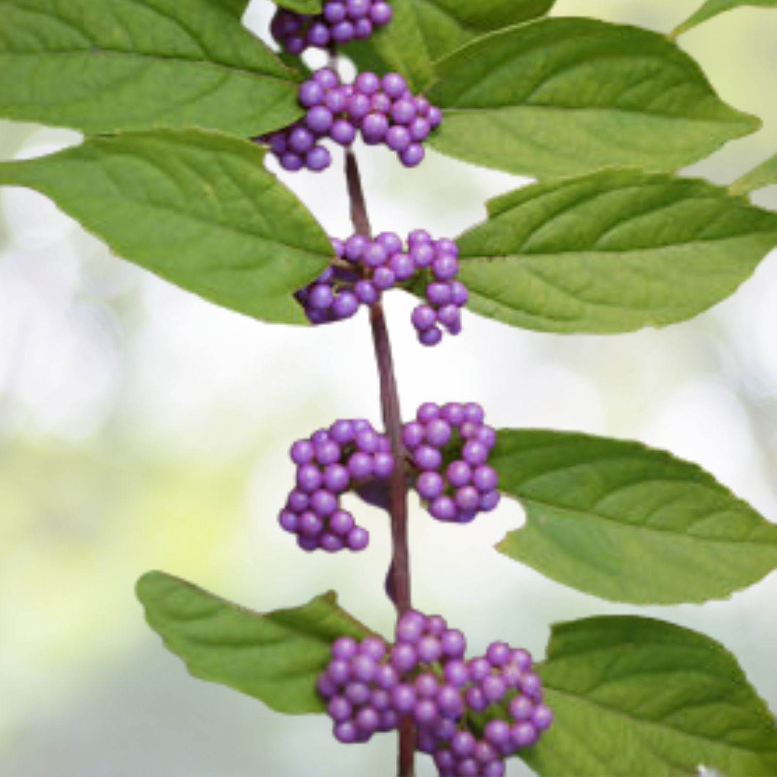 American Beautyberry Seeds - 30+ Perennial Seeds - Callicarpa americana - Free Shipping