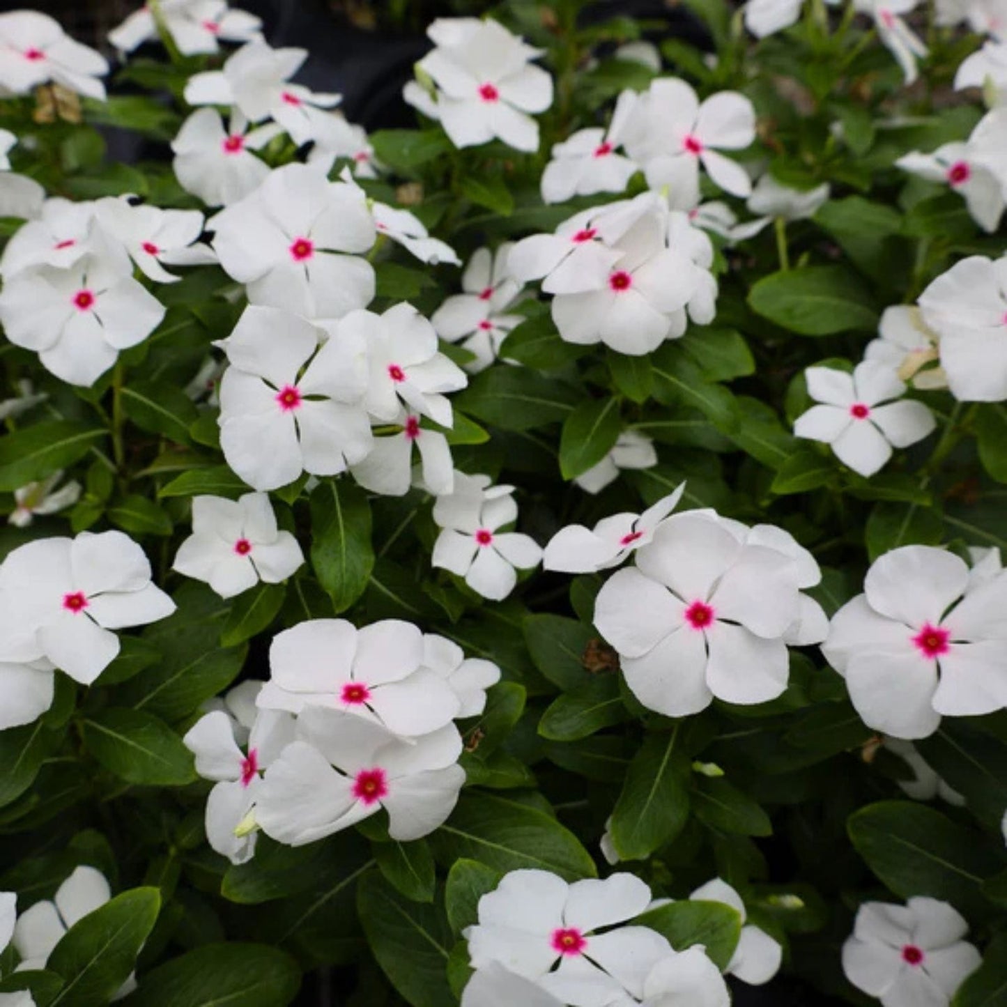 Vinca Seeds 100-Pack Hotlik White Catharanthus roseus Garden Flowers, Perennial, Easy to Grow, Bright White Blooms
