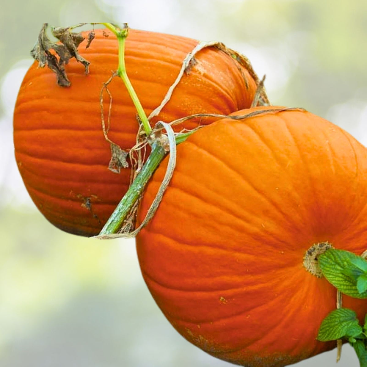 Connecticut Field Pumpkin Seeds - NON-GMO Heirloom Variety - Cucurbita pepo - Garden Seeds for Planting