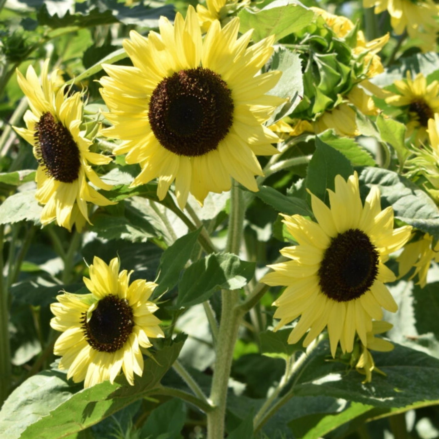 Sunflower Seeds 500 Count Lemon Queen Variety Large Colorful Blooms Helianthus annuus Garden Planting