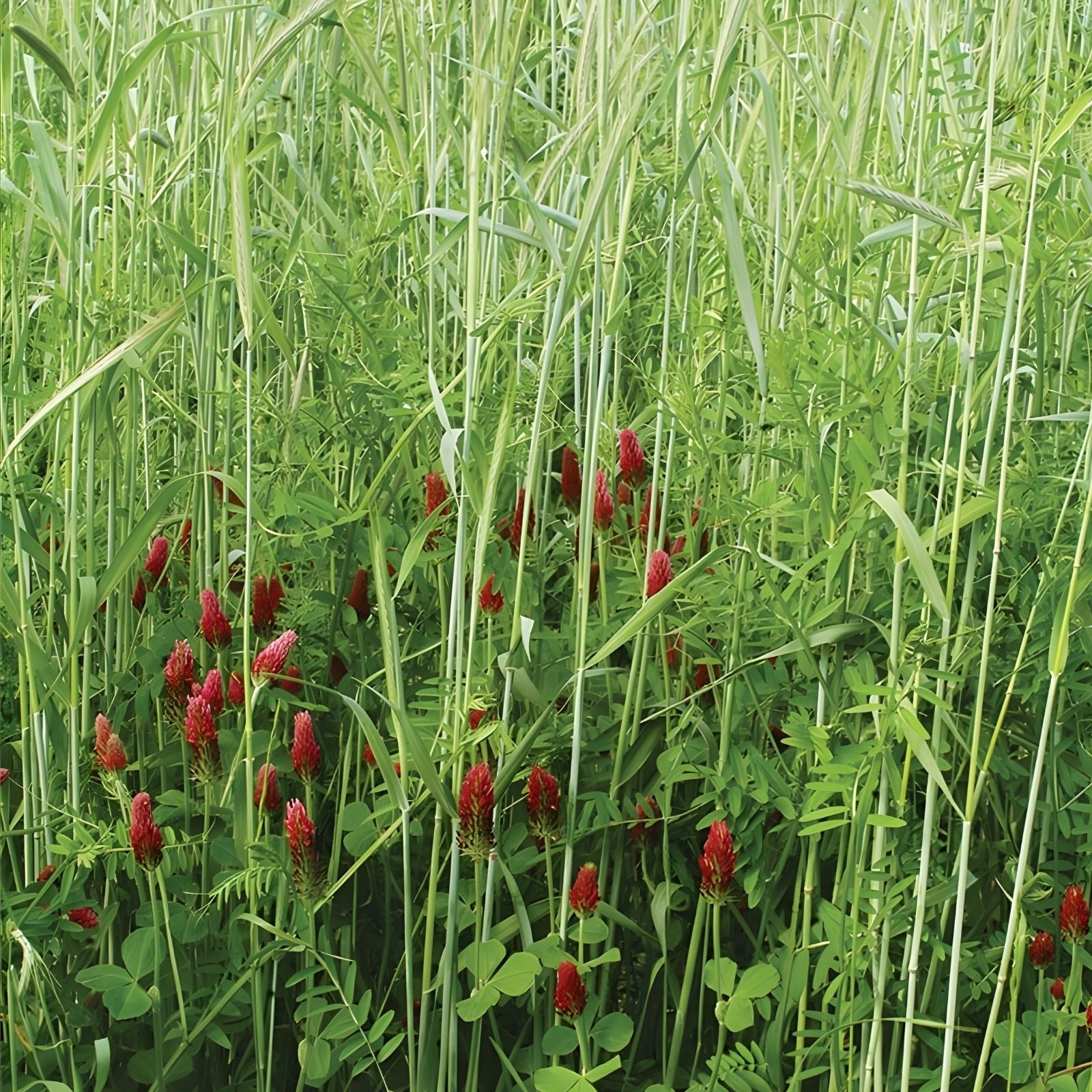 Fall Green Manure Mix Seed Kit - Cover Crop, Soil Builder, Brassica & Legume Blend, Organic Soil Improvement, Easy to Grow