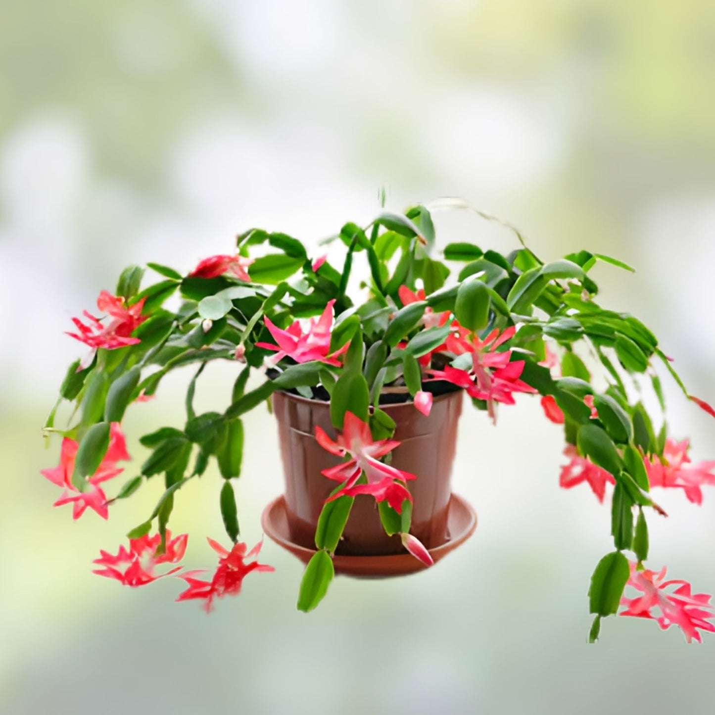 Holiday Cactus Cuttings 1 Each - Pink Christmas Easter Thanksgiving Succulent - Schlumbergera