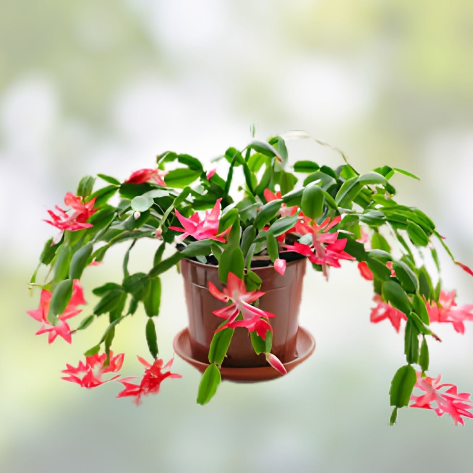 Holiday Cactus Cuttings 1 Each - Pink Christmas Easter Thanksgiving Succulent - Schlumbergera