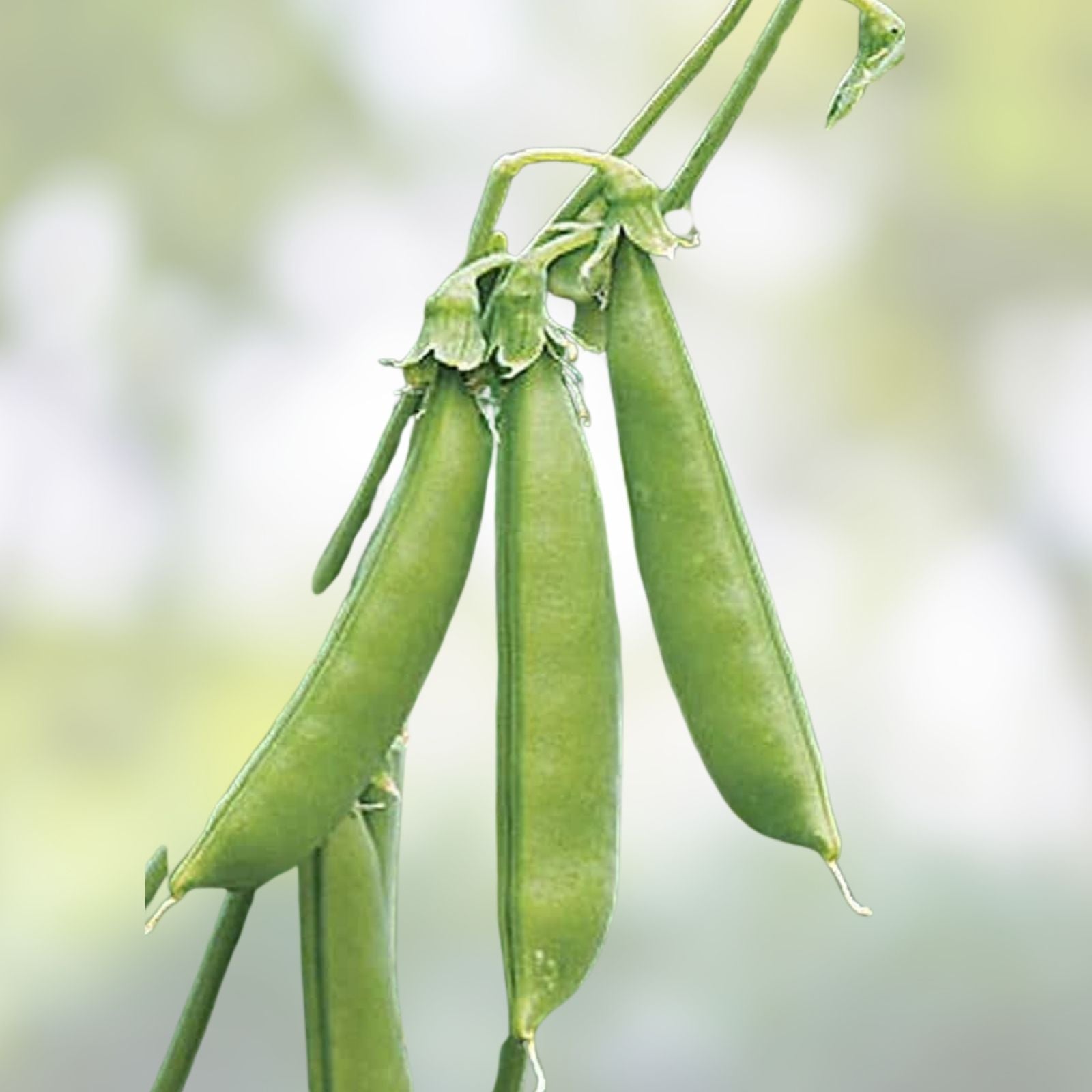 Sugar Snap Pea Seeds 100+ Count Organic Heirloom Non-GMO Garden Seeds Pisum sativum