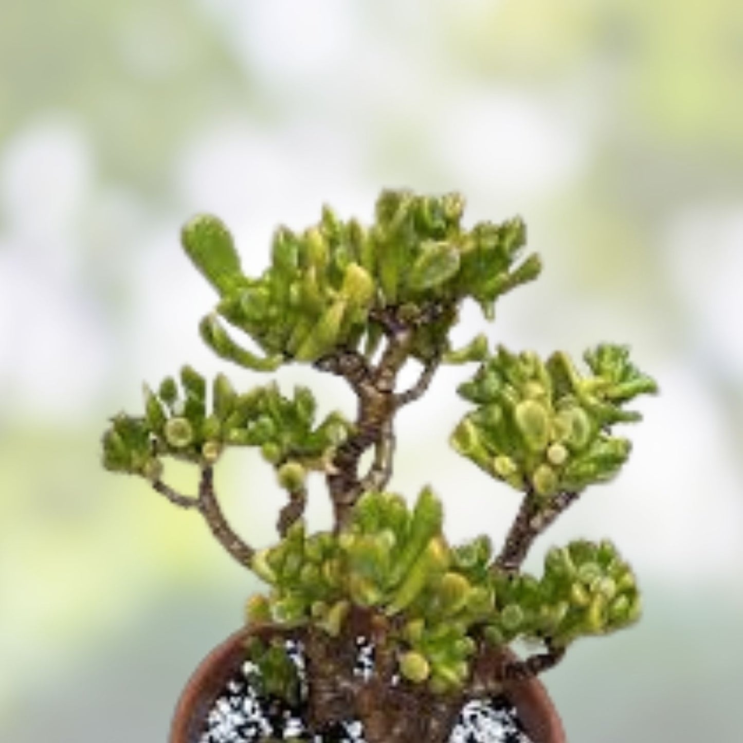 Ogre Ears Jade Plant Cuttings 5+ Inches Dwarf Green Gollum Succulent Crassula Ovata Var, Hobbit