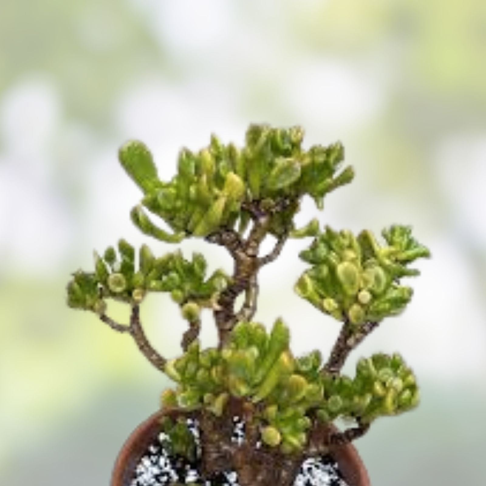 Ogre Ears Jade Plant Cuttings 5+ Inches Dwarf Green Gollum Succulent Crassula Ovata Var, Hobbit