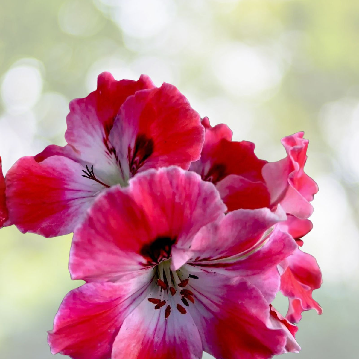 Geranium Live Plant 6" Pot White/Mahroon Perennial Pelargonium spp.